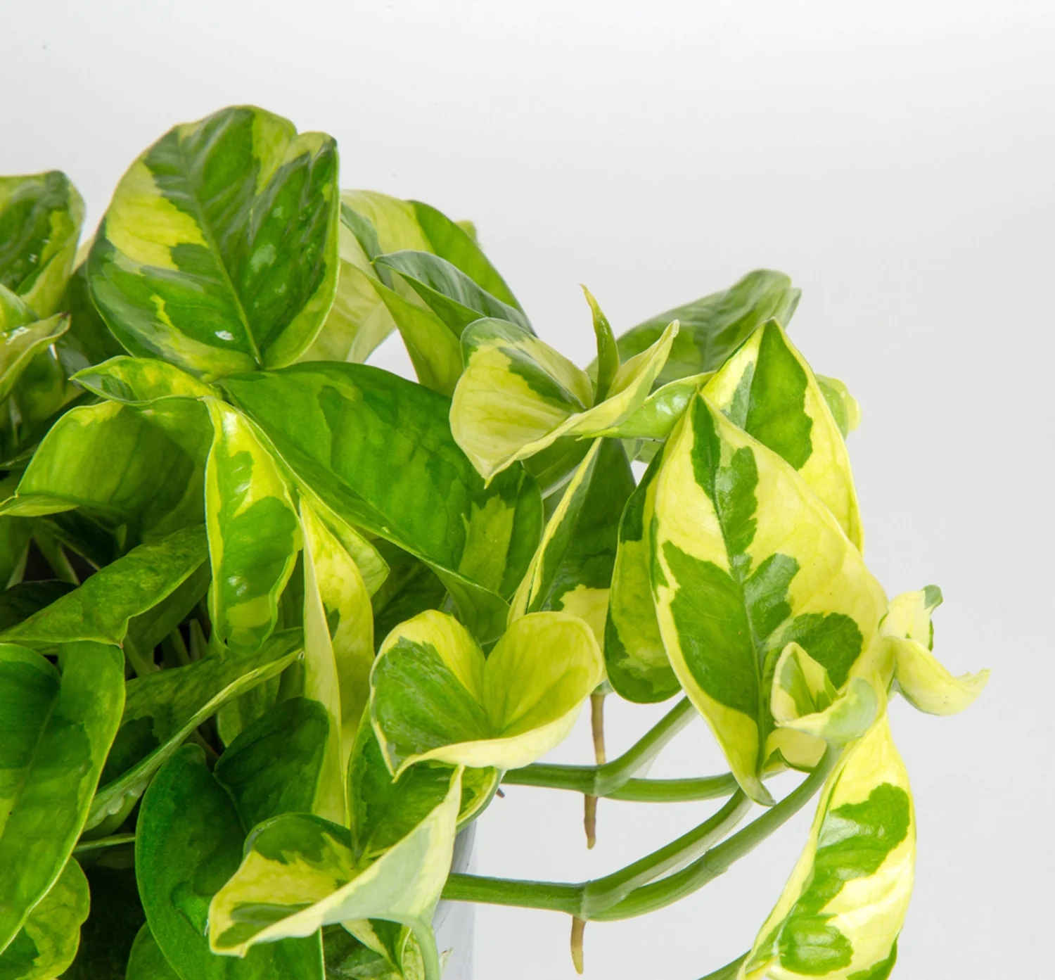 Lemon Meringue | medium - Image 3