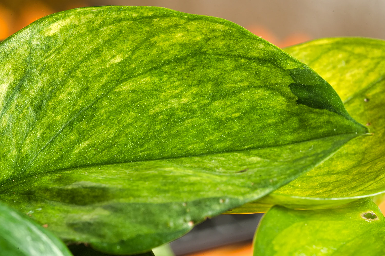 Lemon Top Pothos | medium - Image 3