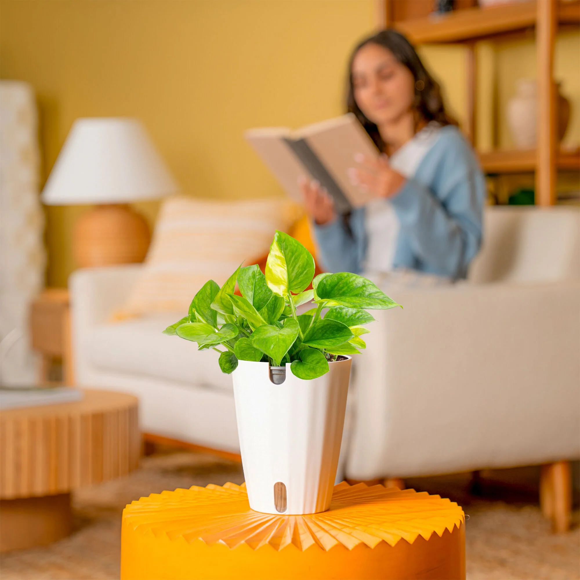 Lemon Top Pothos | medium - Image 4