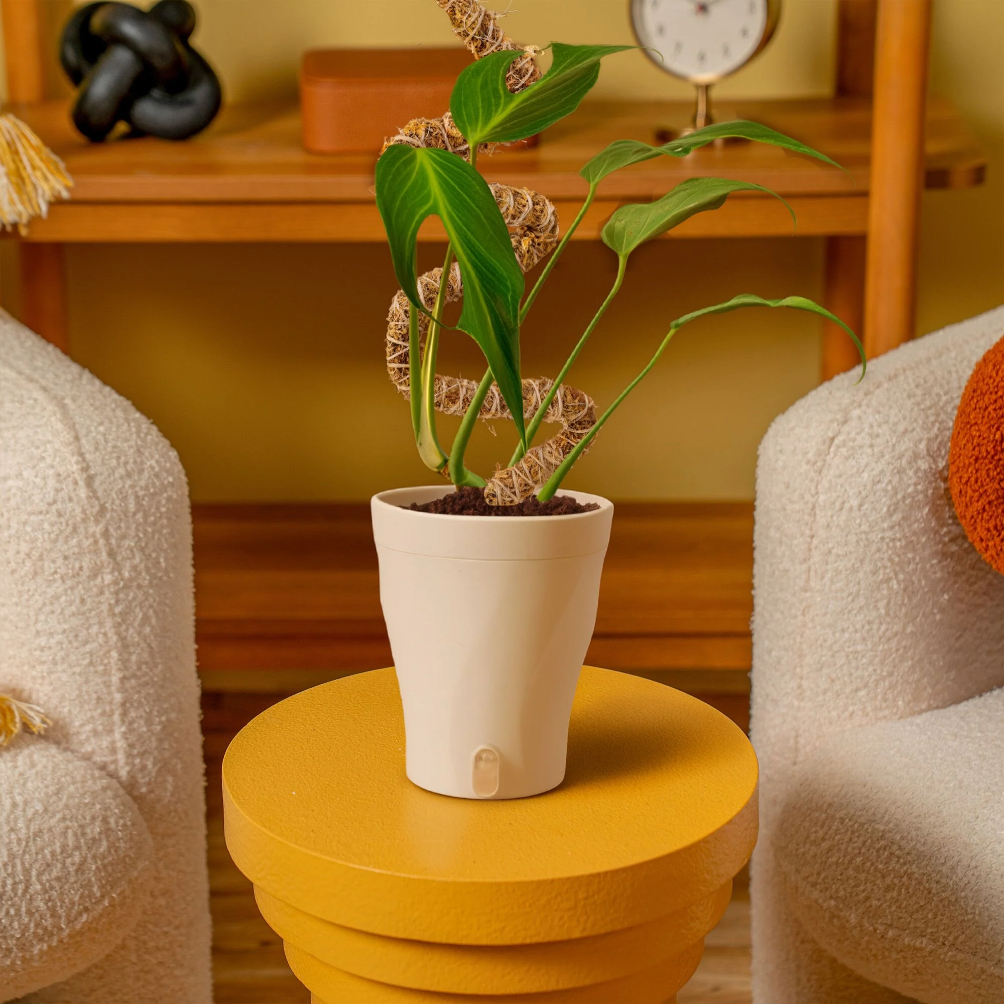 Monstera Burle Marx Flame | medium - Image 13