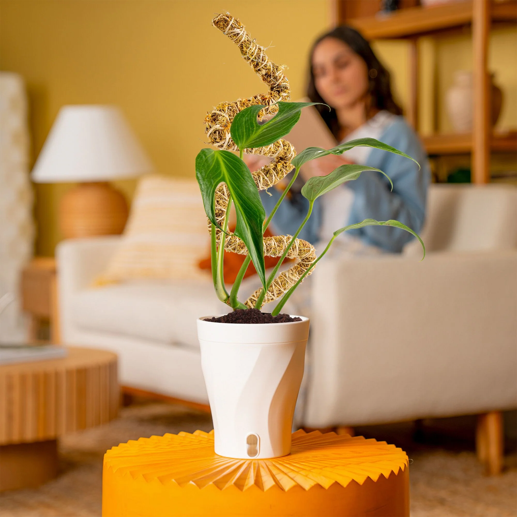 Monstera Burle Marx Flame | medium - Image 14