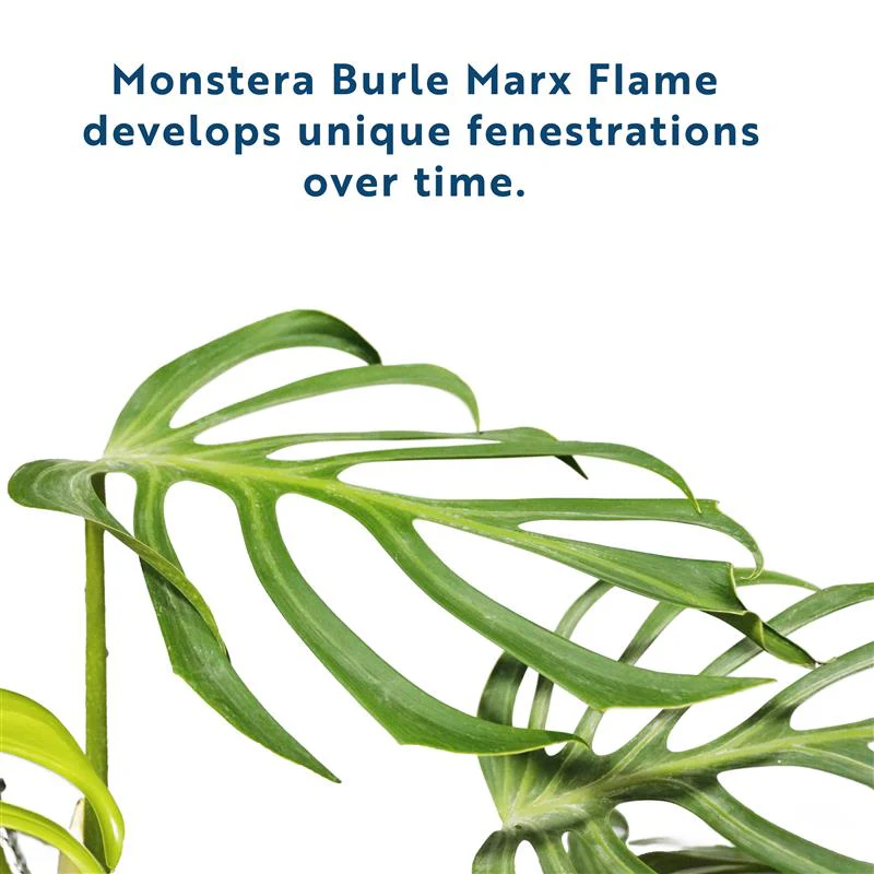 Monstera Burle Marx Flame | medium - Image 3