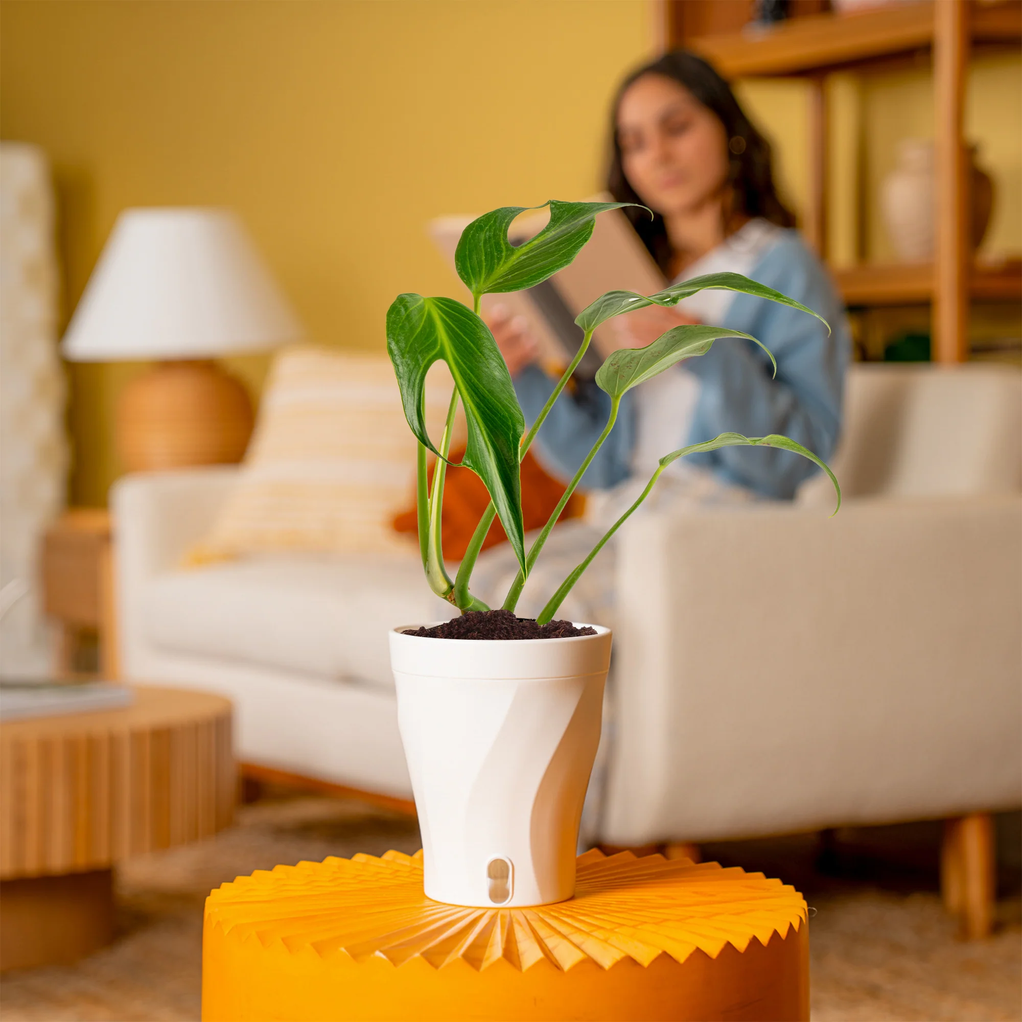 Monstera Burle Marx Flame | medium - Image 4