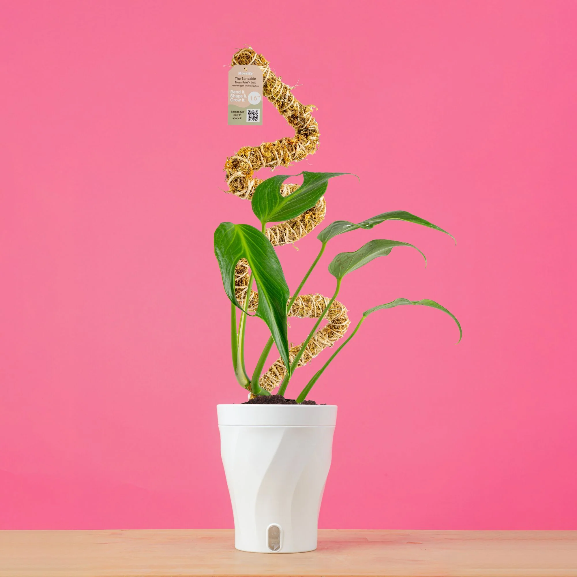 Monstera Burle Marx Flame | medium - Image 9