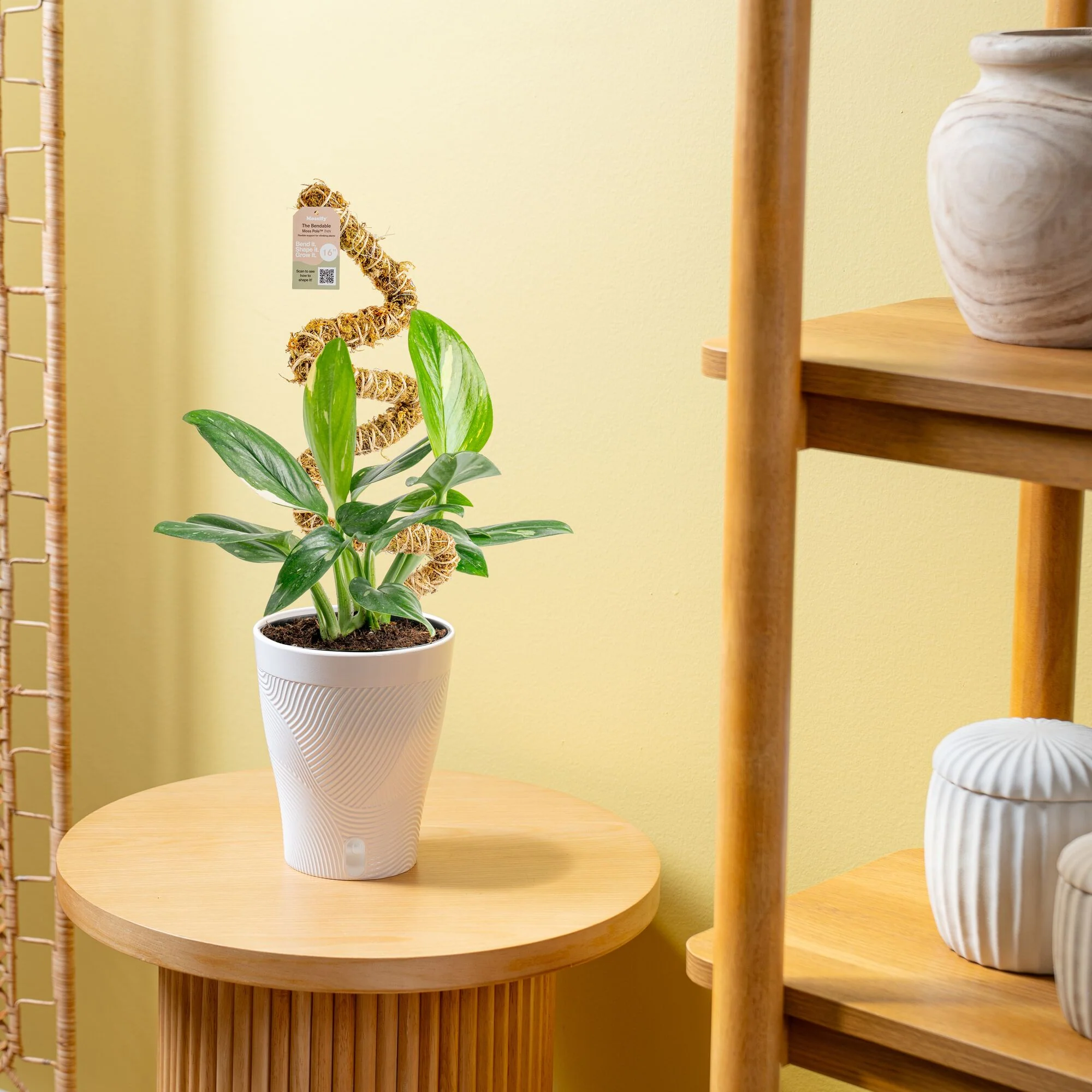 Monstera Cobra | medium - Image 14