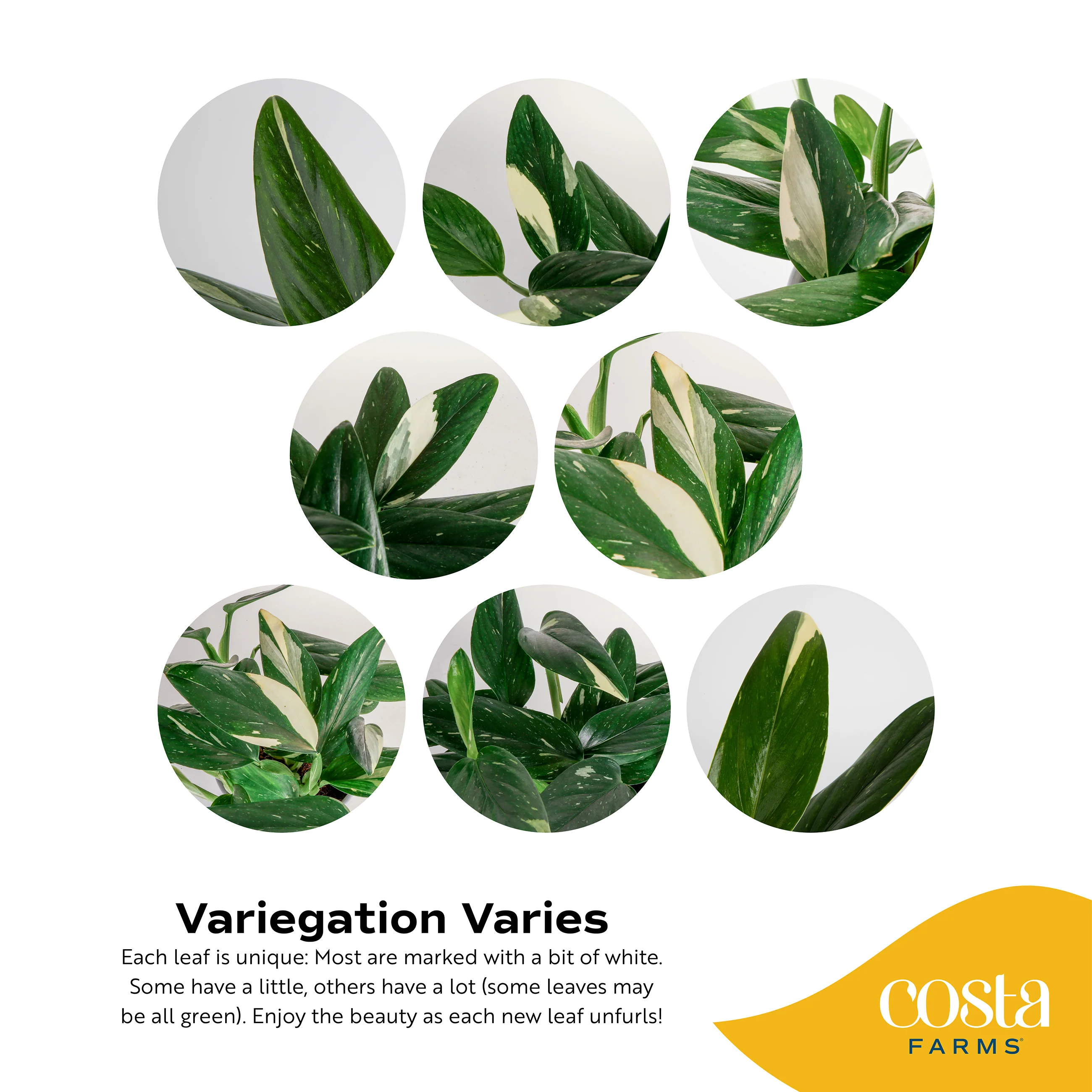 Monstera Cobra | medium - Image 3