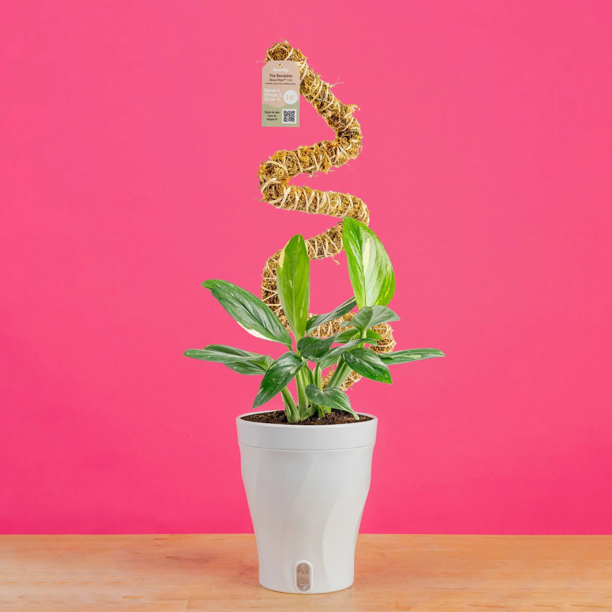 Monstera Cobra | medium - Image 9