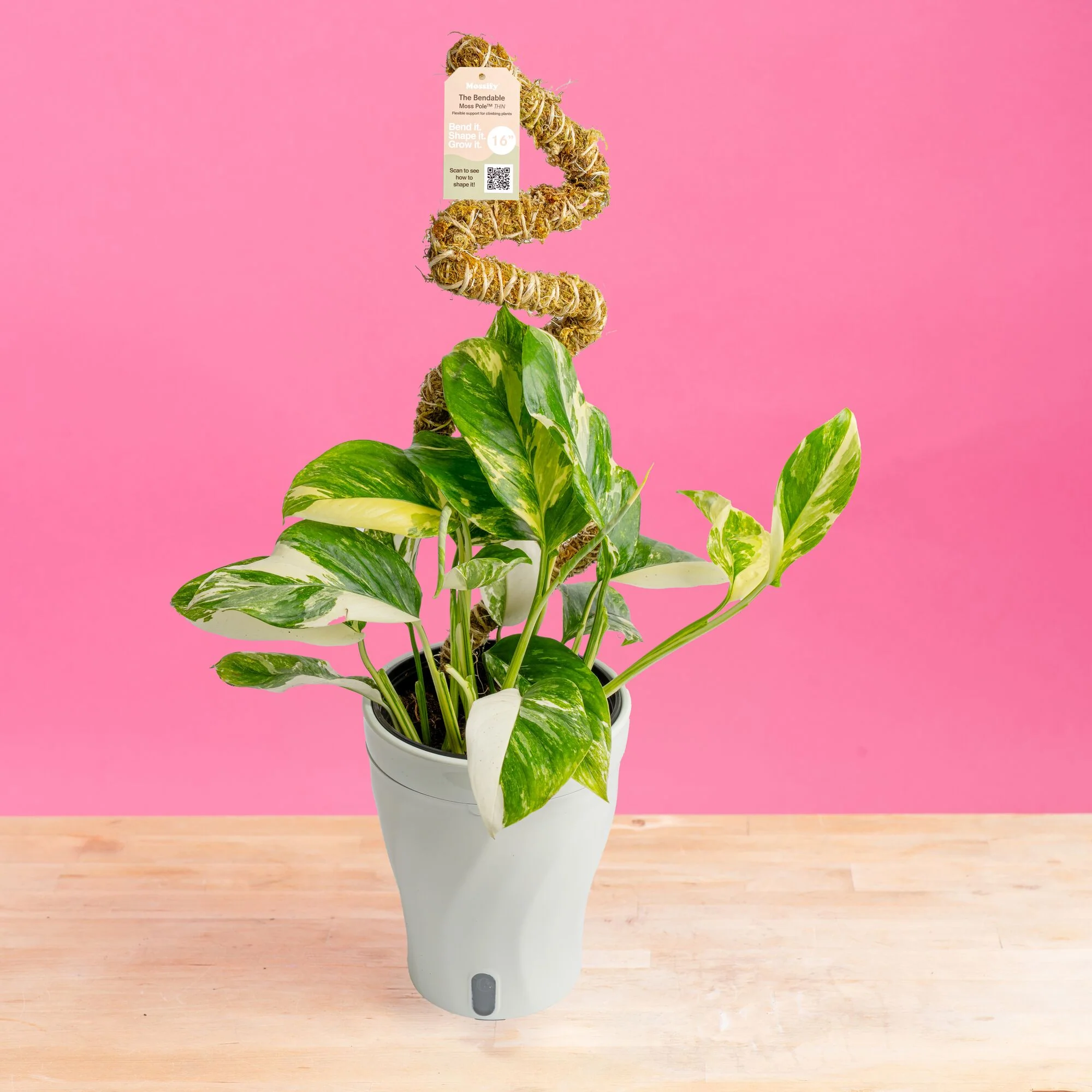 Monstera Lechleriana Albo | medium - Image 9
