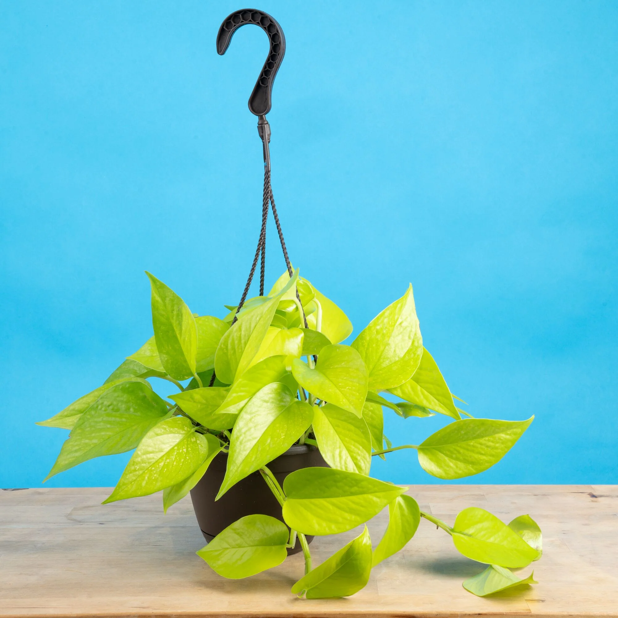 Neon Pothos Epipremnum  | medium
