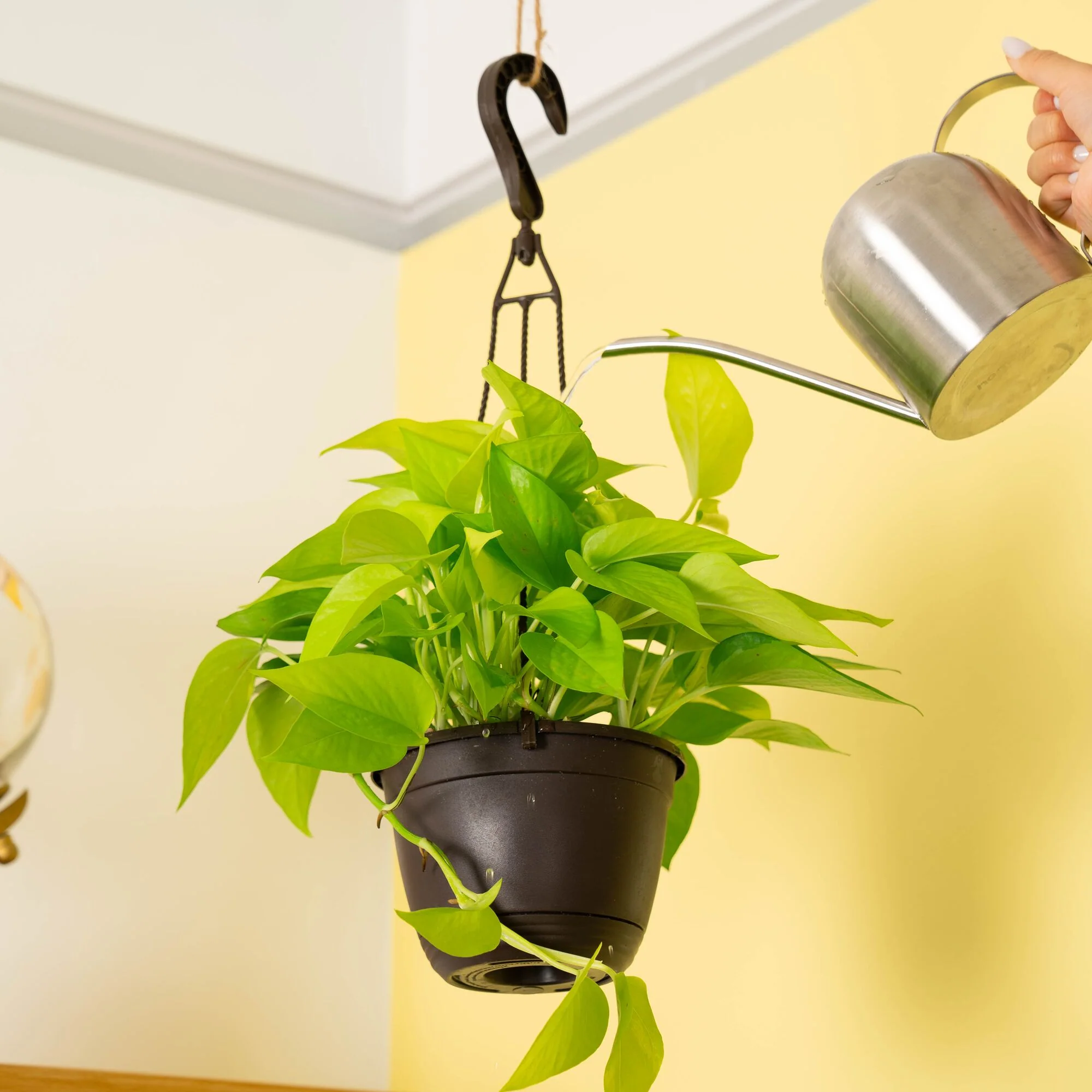 Neon Pothos Epipremnum  | medium - Image 2