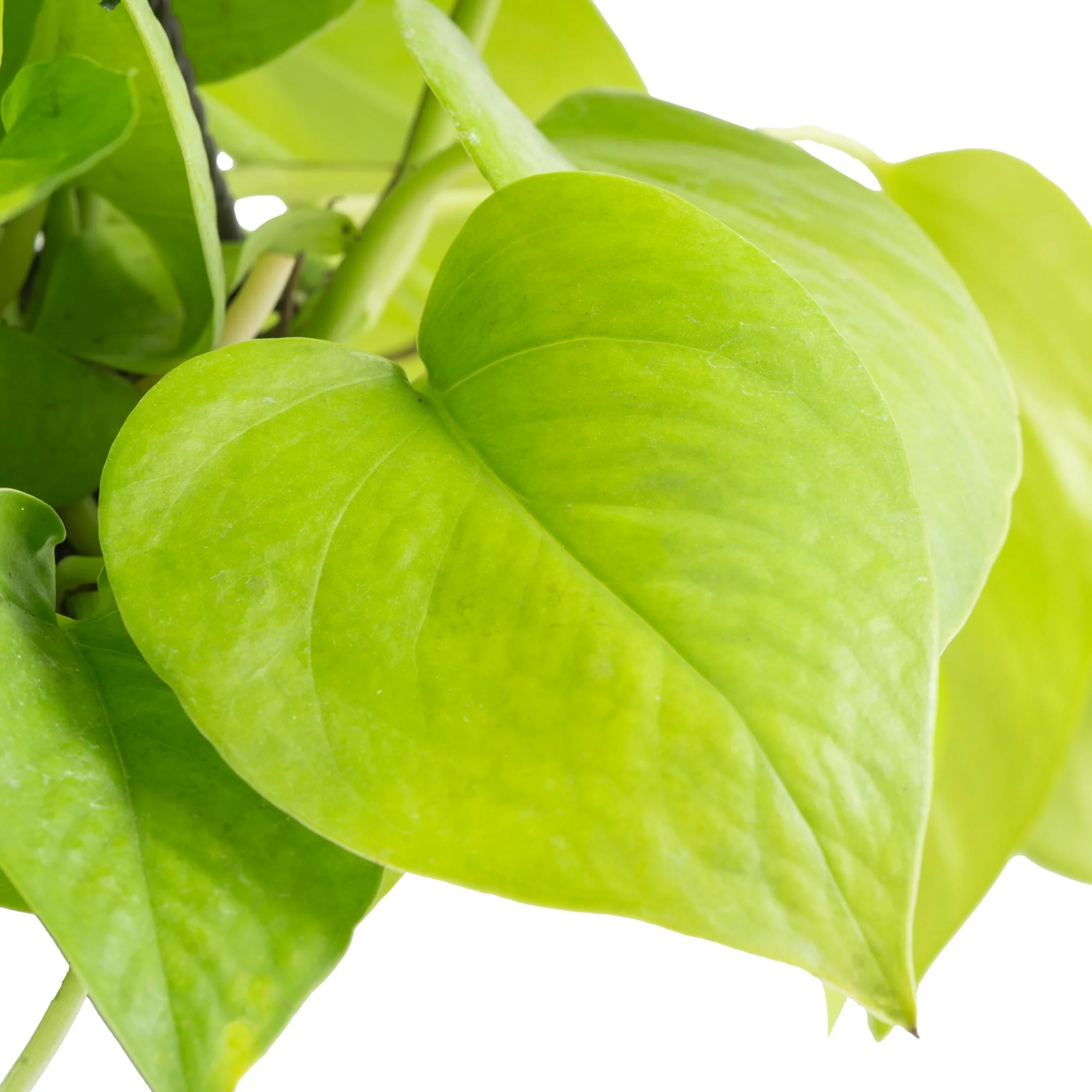 Neon Pothos Epipremnum  | medium - Image 3