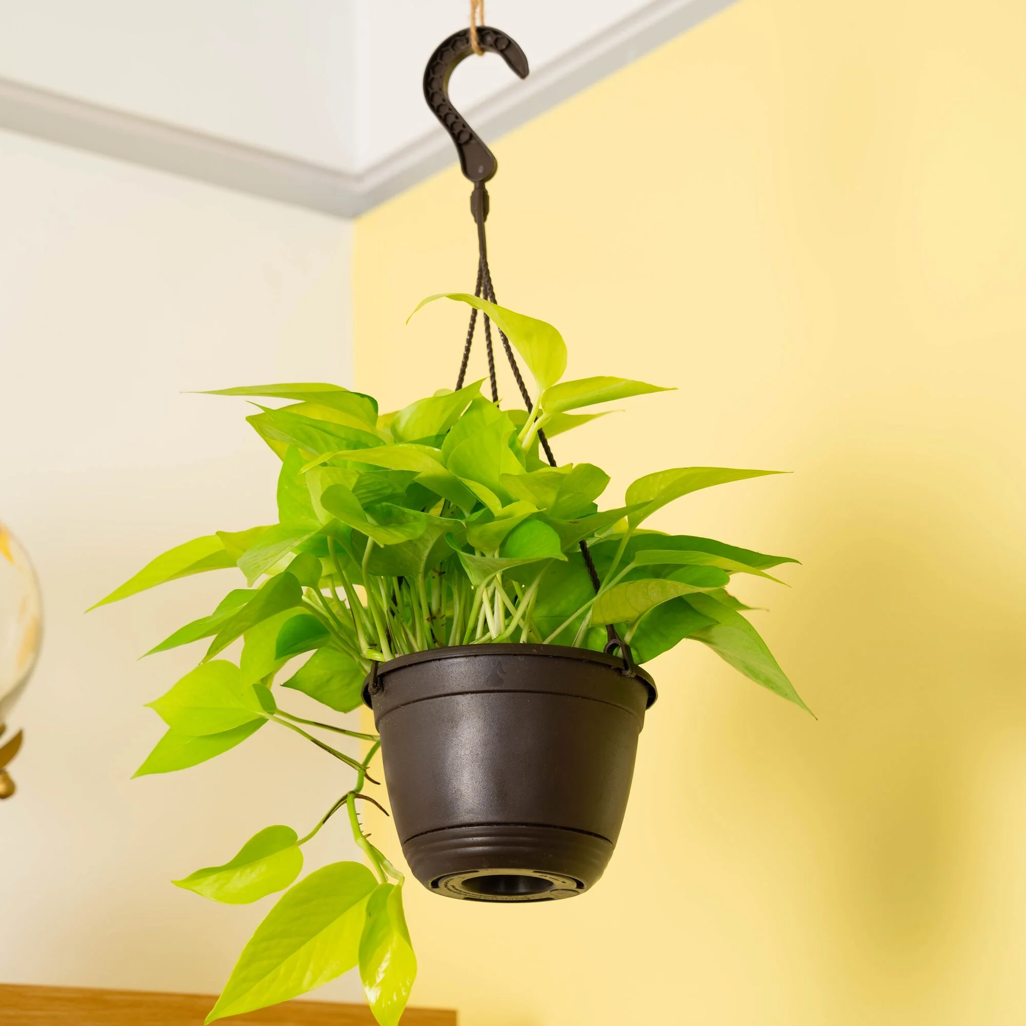 Neon Pothos Epipremnum  | medium - Image 4