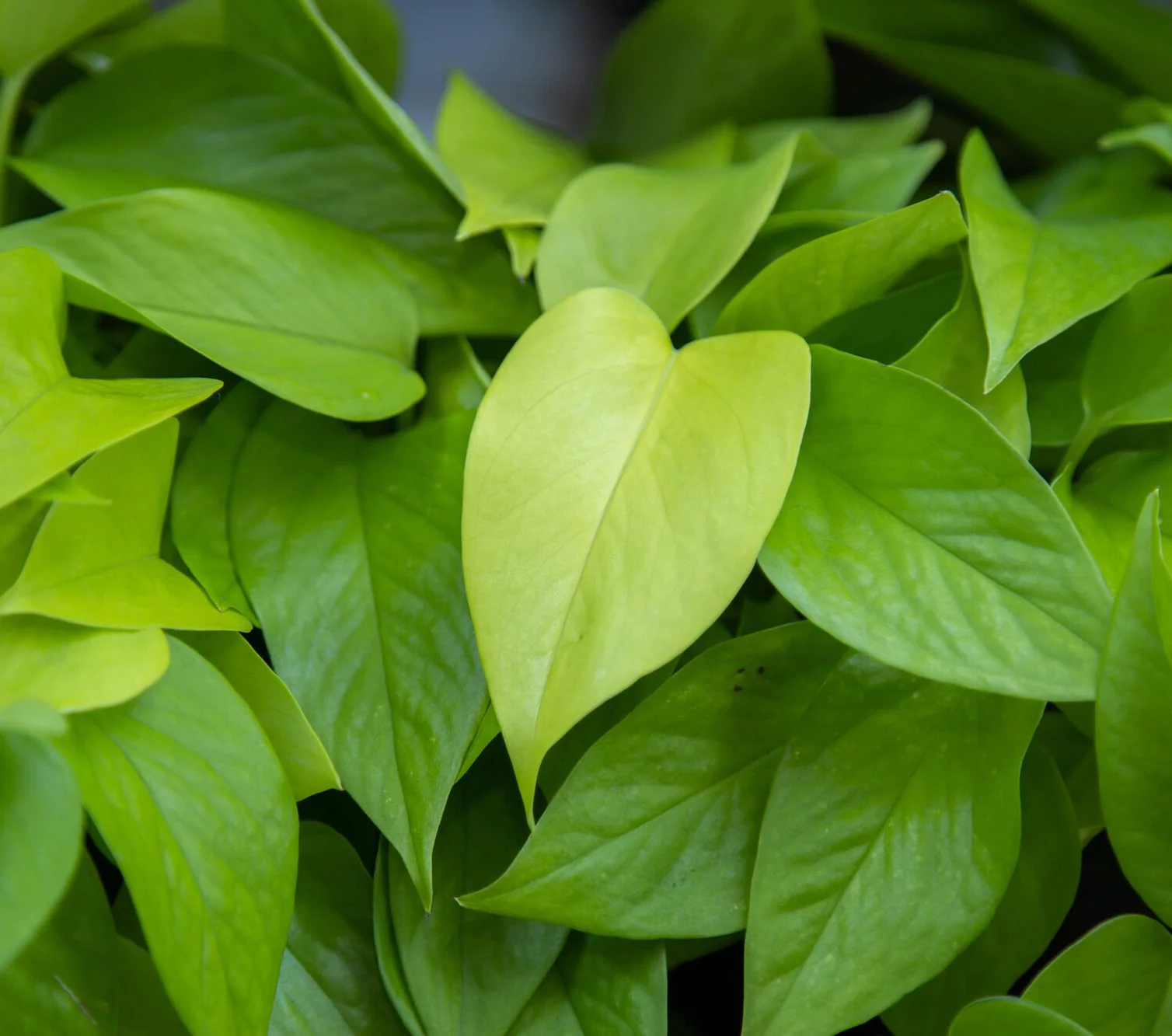 Neon Pothos Epipremnum  | medium - Image 5
