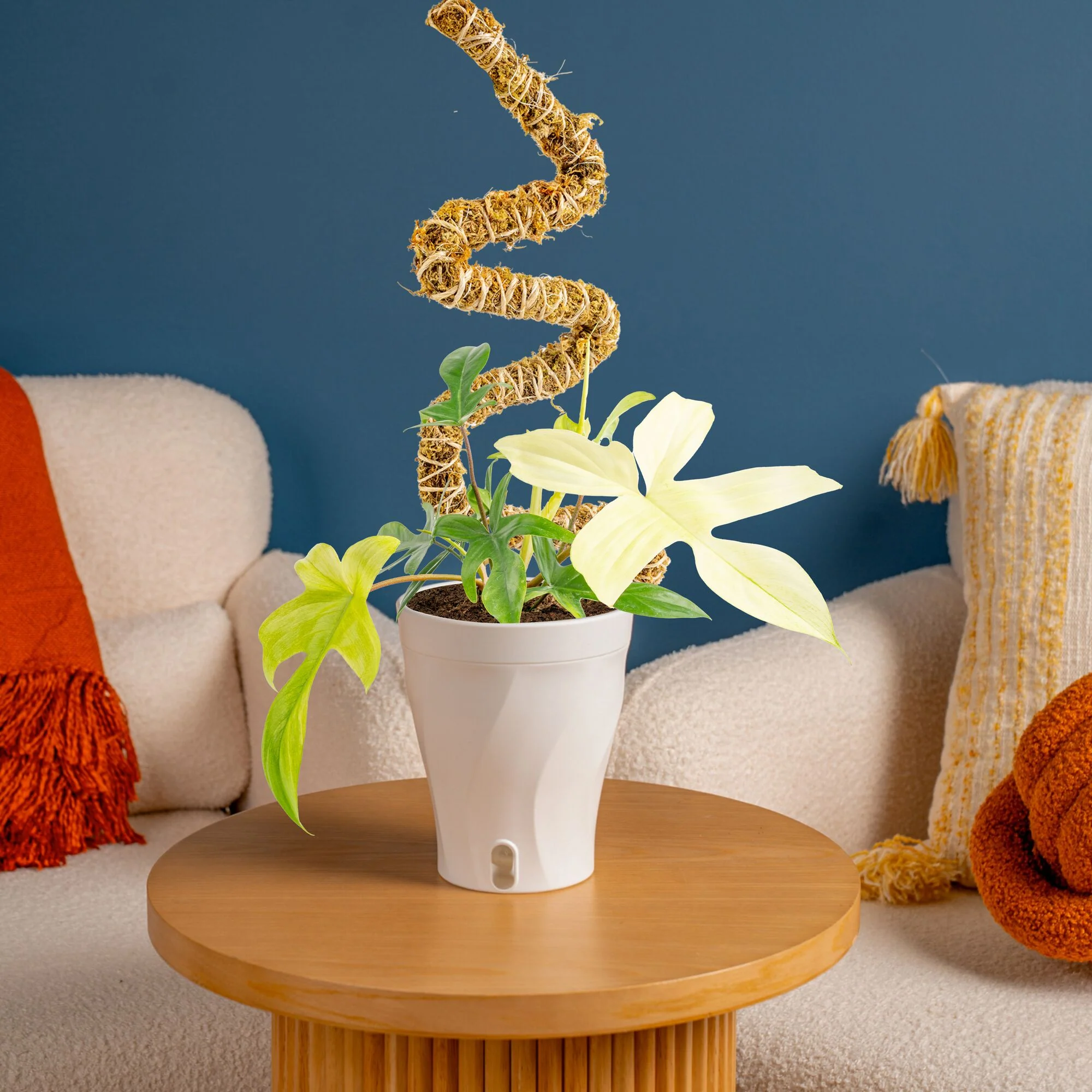 Philodendron Florida Ghost | medium - Image 13