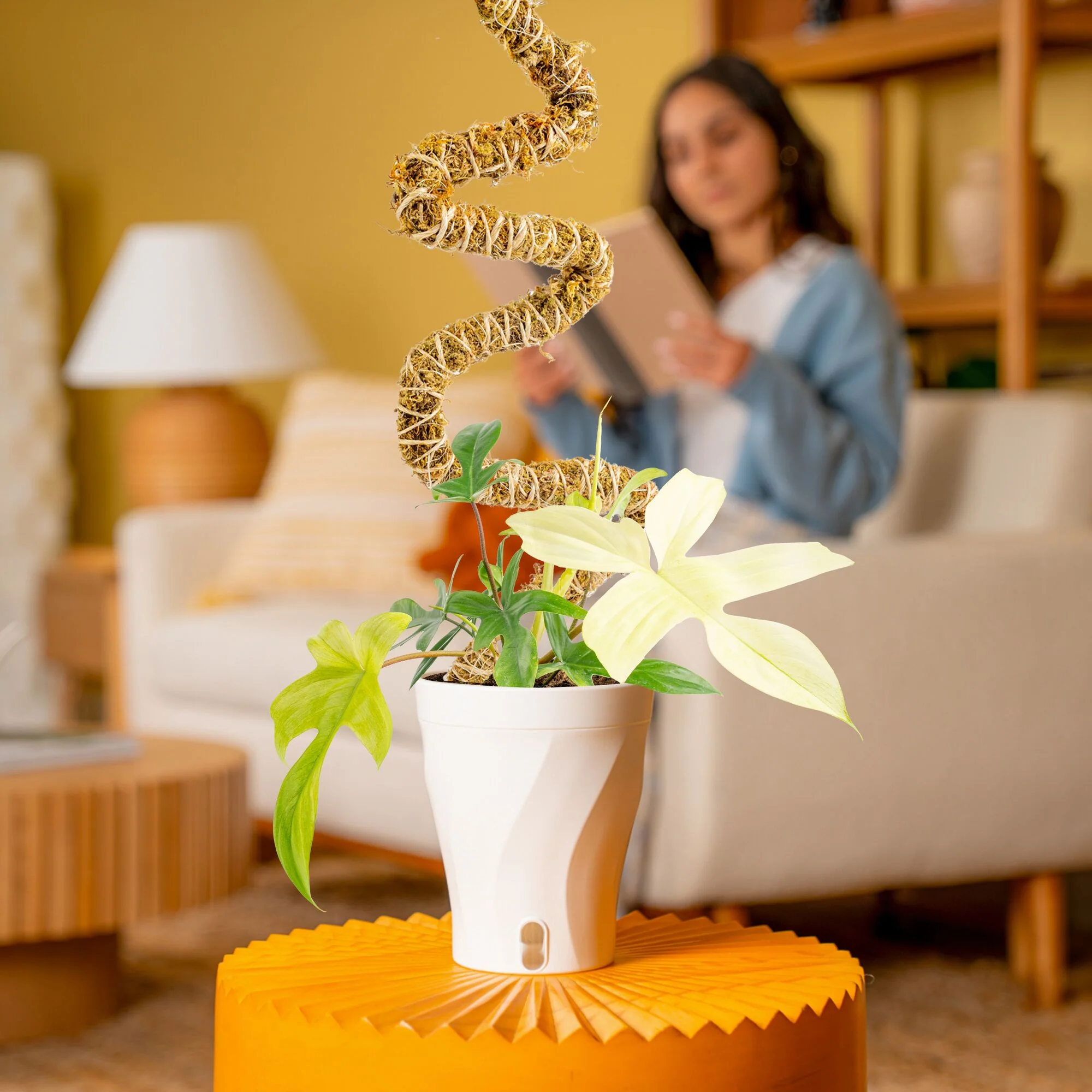 Philodendron Florida Ghost | medium - Image 14