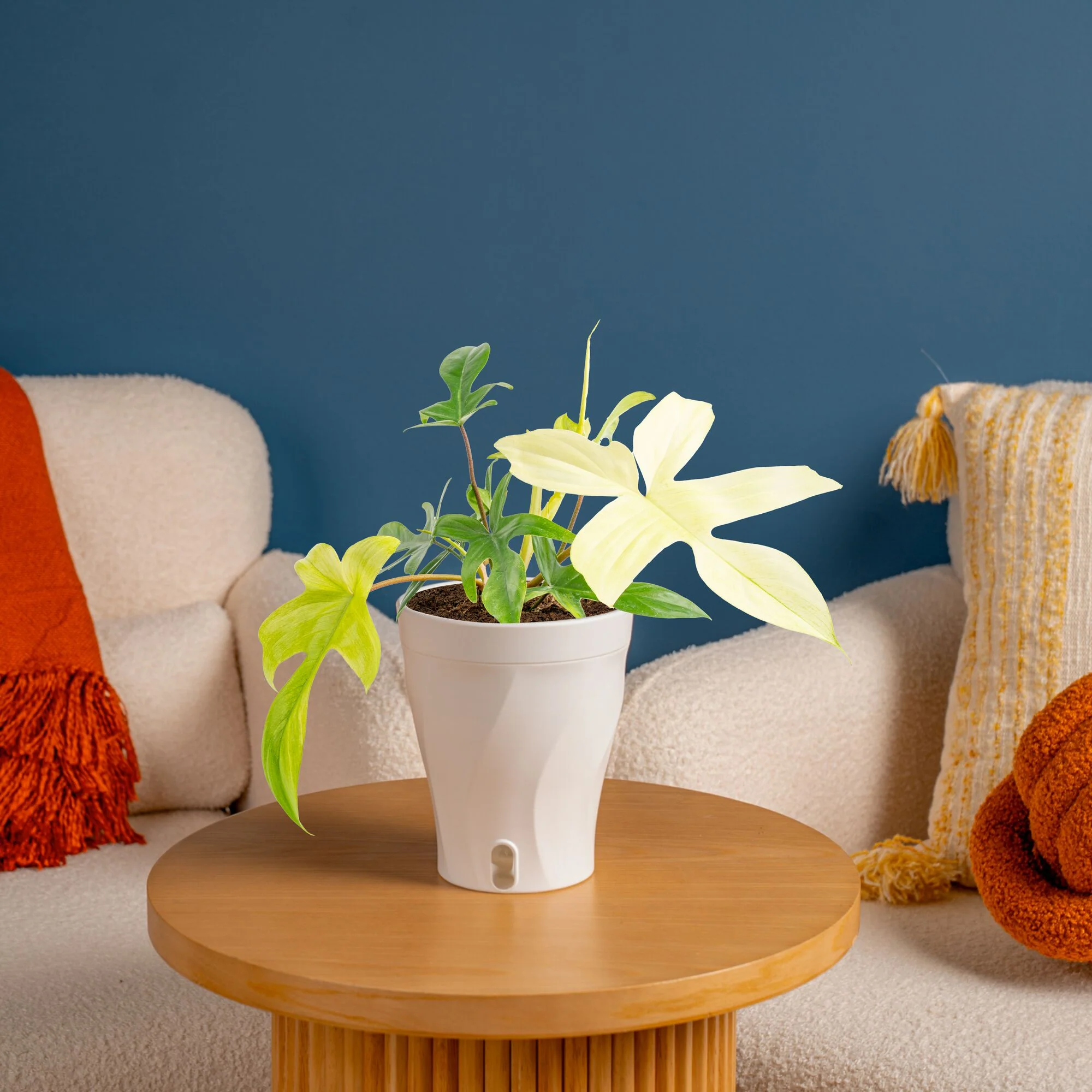 Philodendron Florida Ghost | medium - Image 2