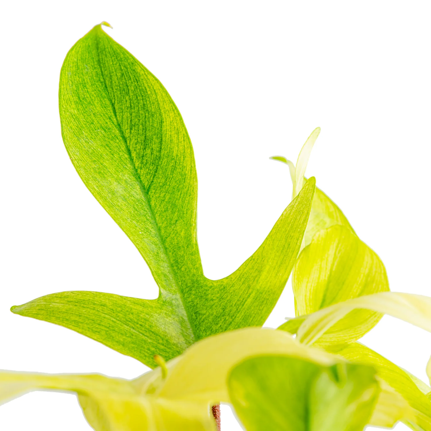 Philodendron Florida Ghost | medium - Image 3
