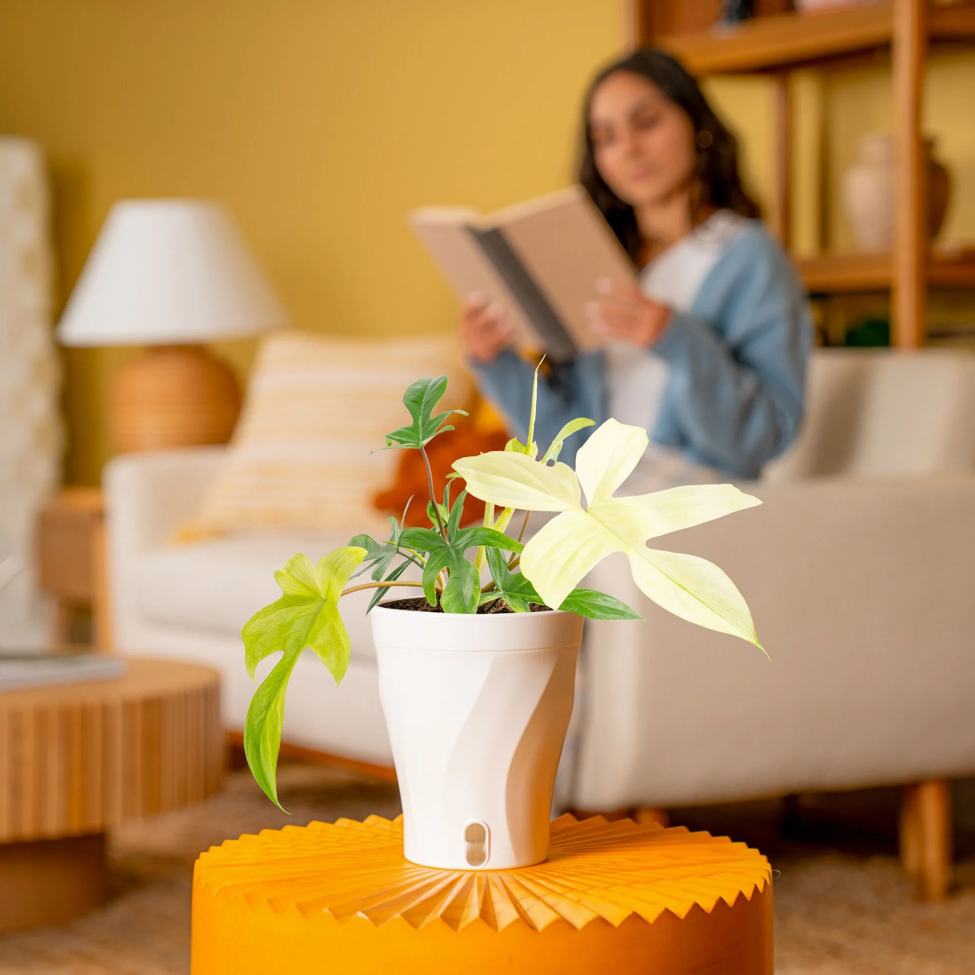 Philodendron Florida Ghost | medium - Image 4
