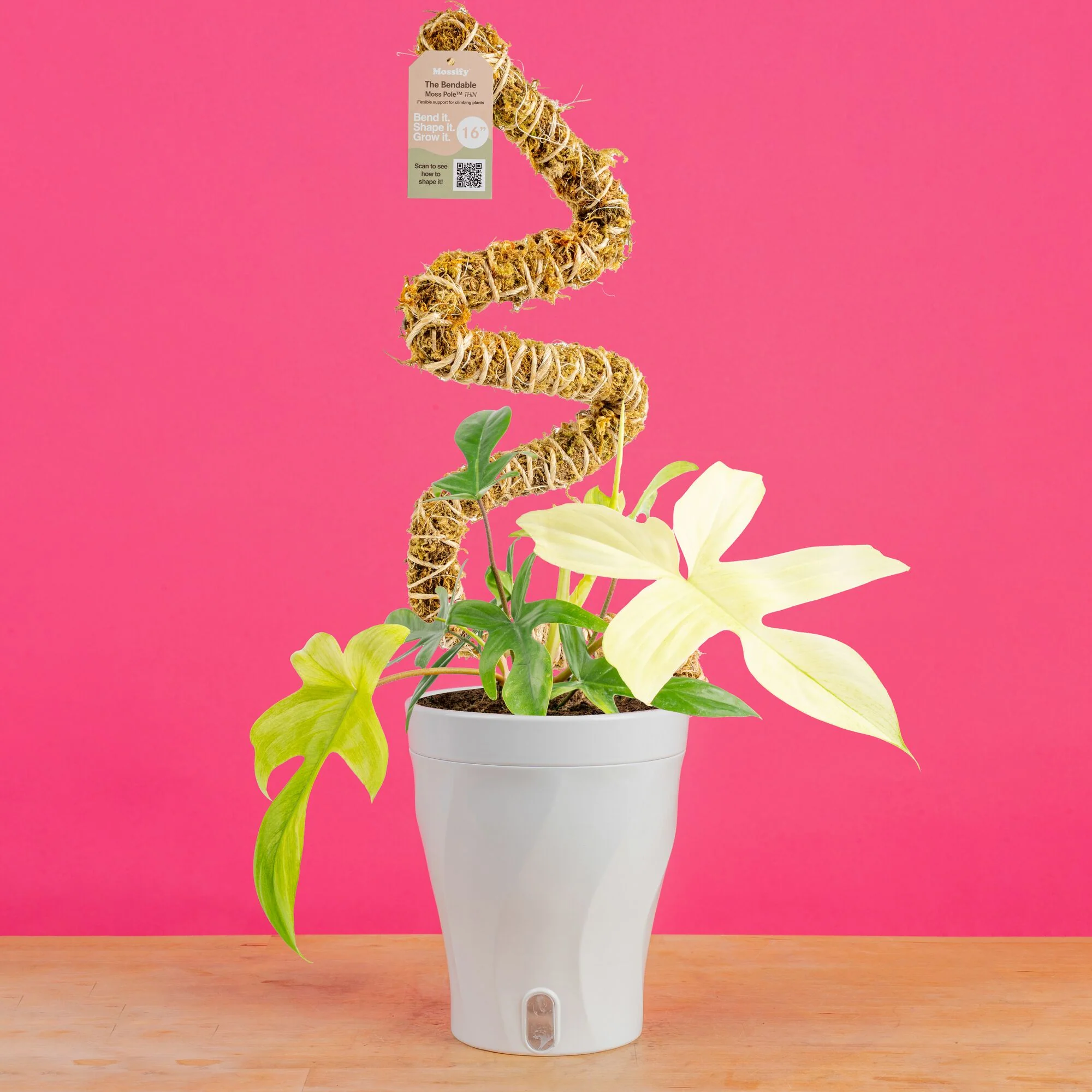 Philodendron Florida Ghost | medium - Image 9