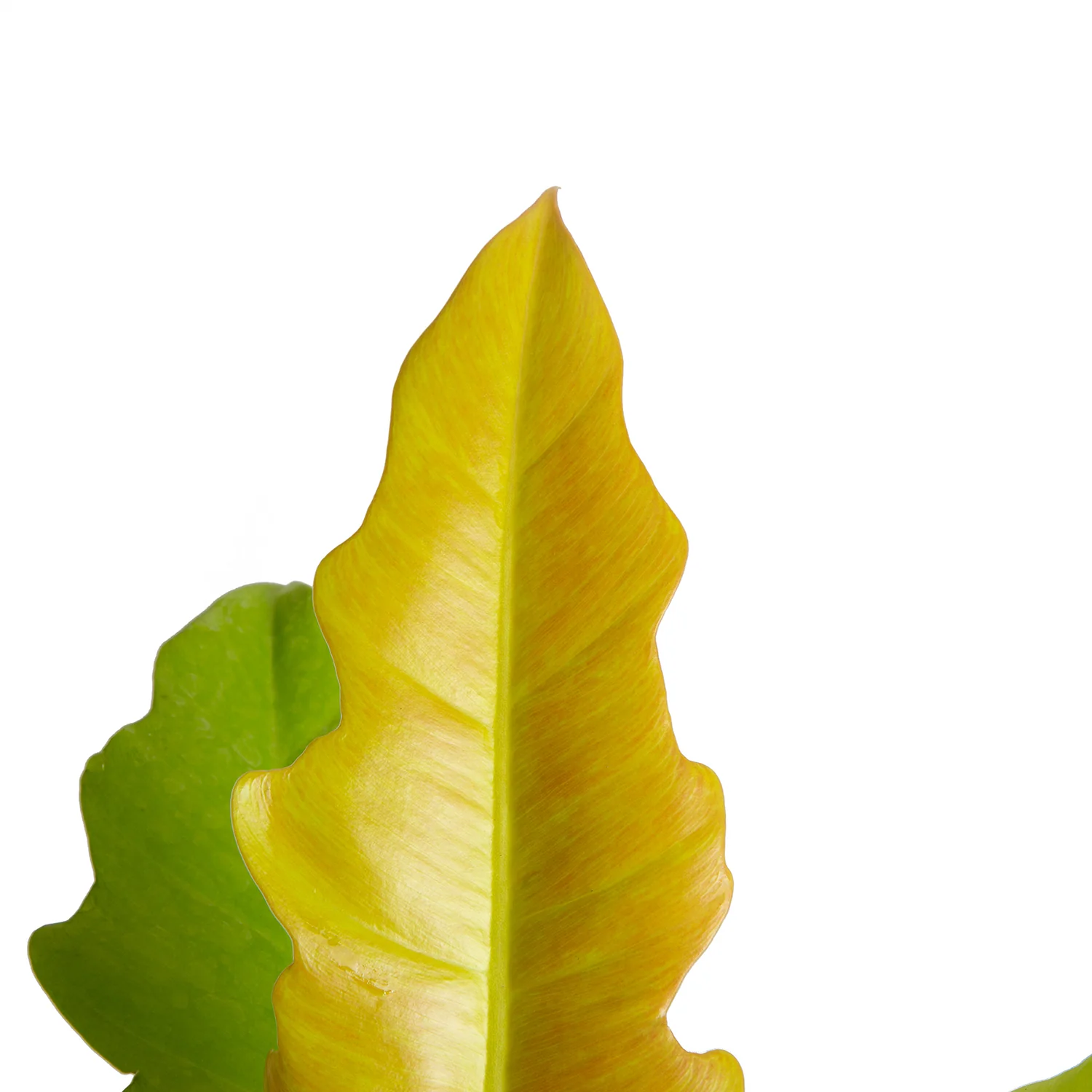 Philodendron Golden Crocodile | medium - Image 3