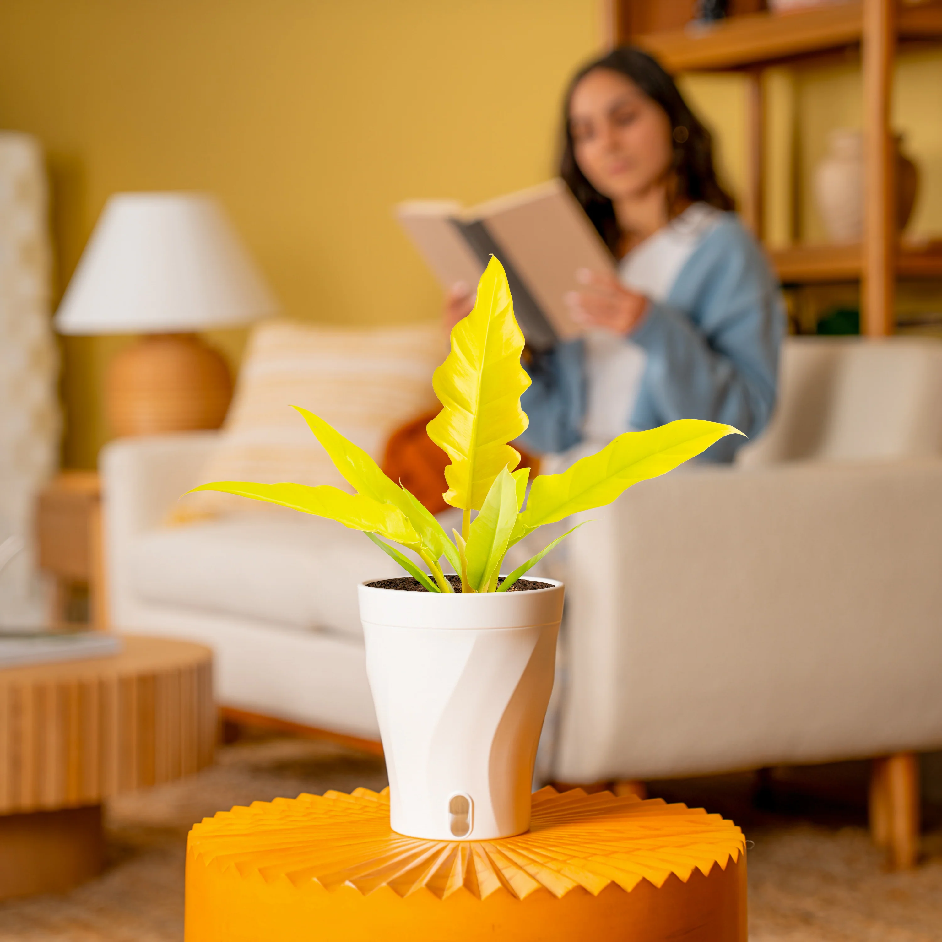 Philodendron Golden Crocodile | medium - Image 4