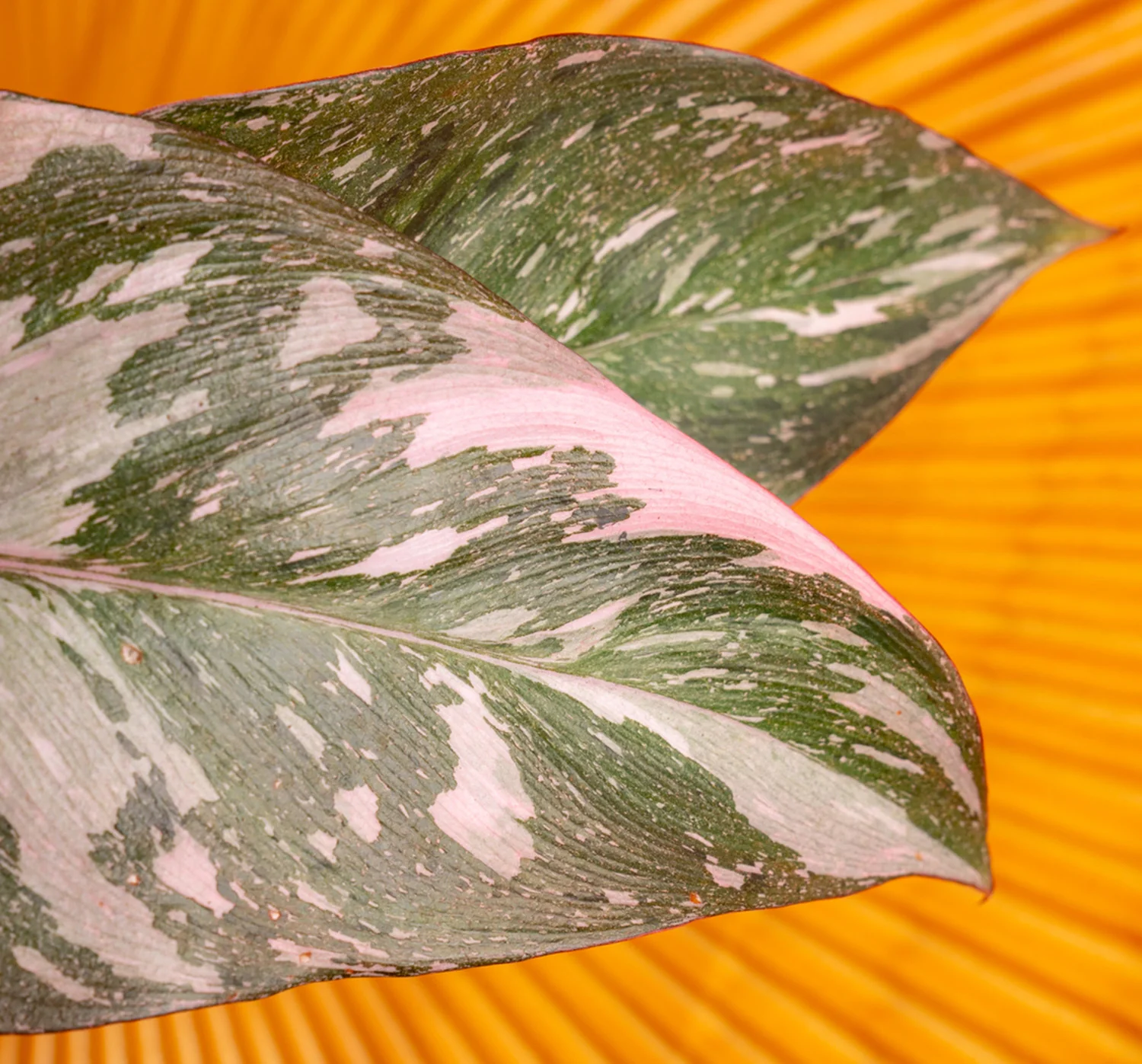 Pink Princess Philodendron | medium - Image 3