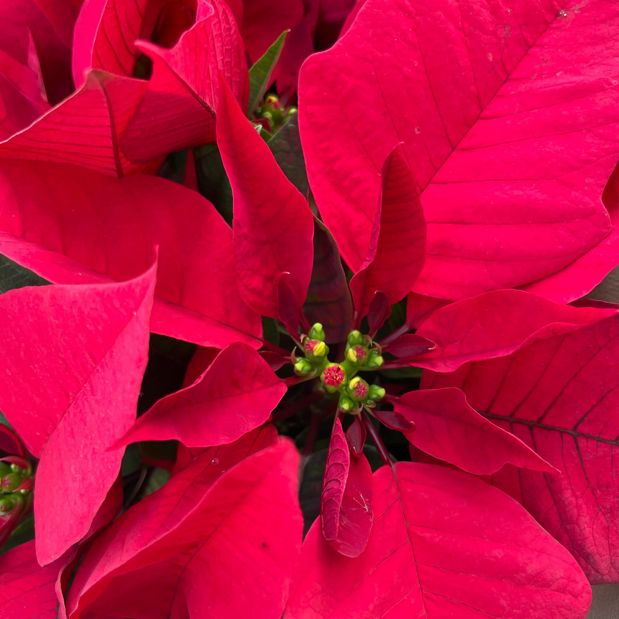 Poinsettia | medium - Image 3