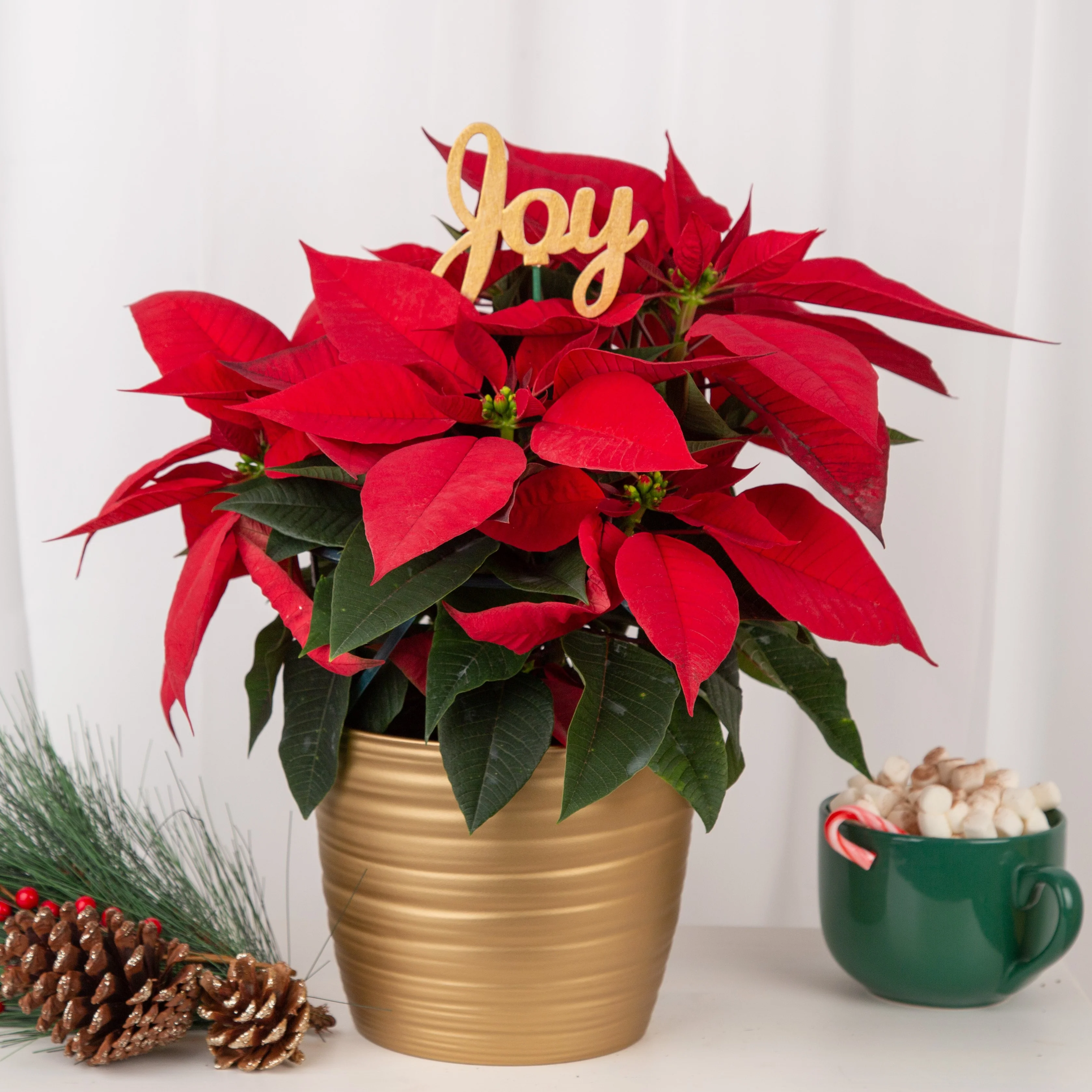 Poinsettia | medium - Image 4