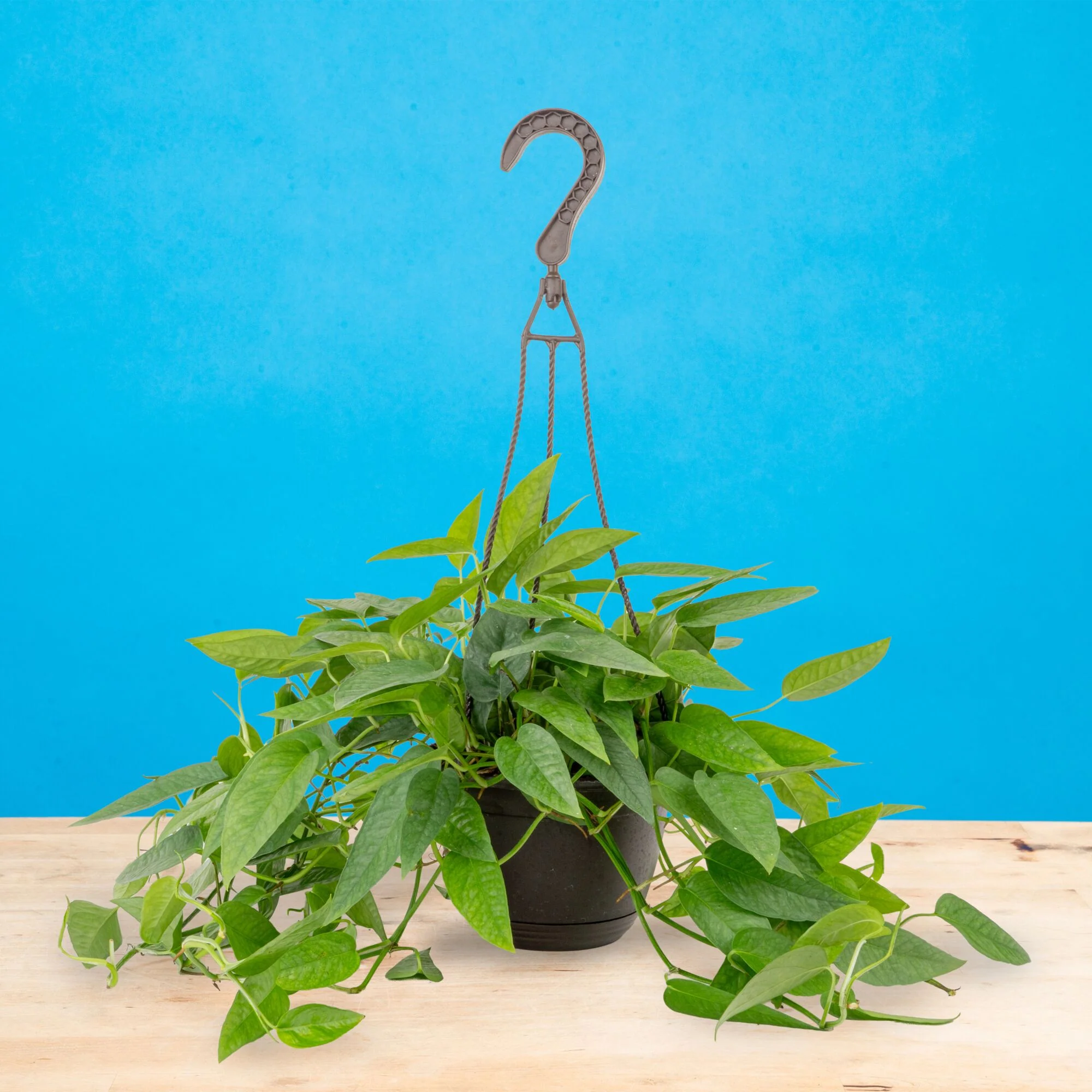 Pothos Cebu Blue | medium