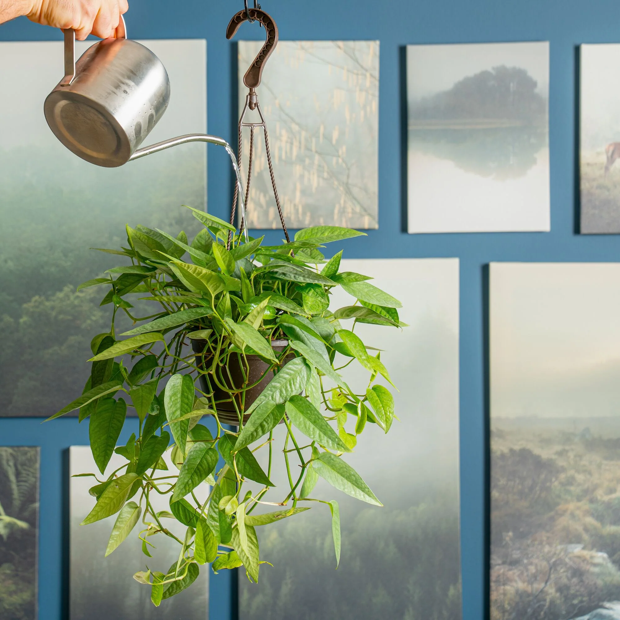Pothos Cebu Blue | medium - Image 2