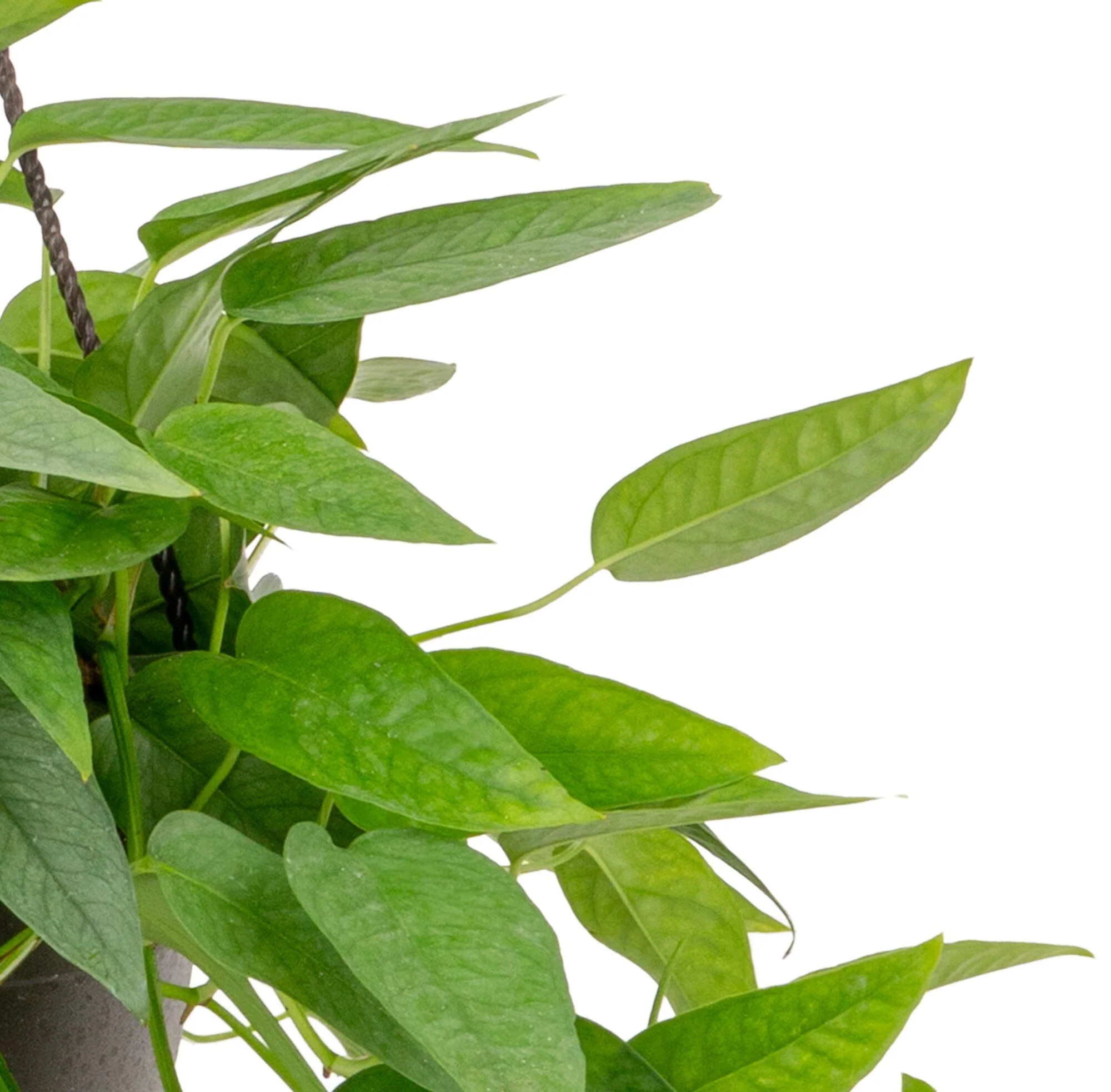 Pothos Cebu Blue | medium - Image 3