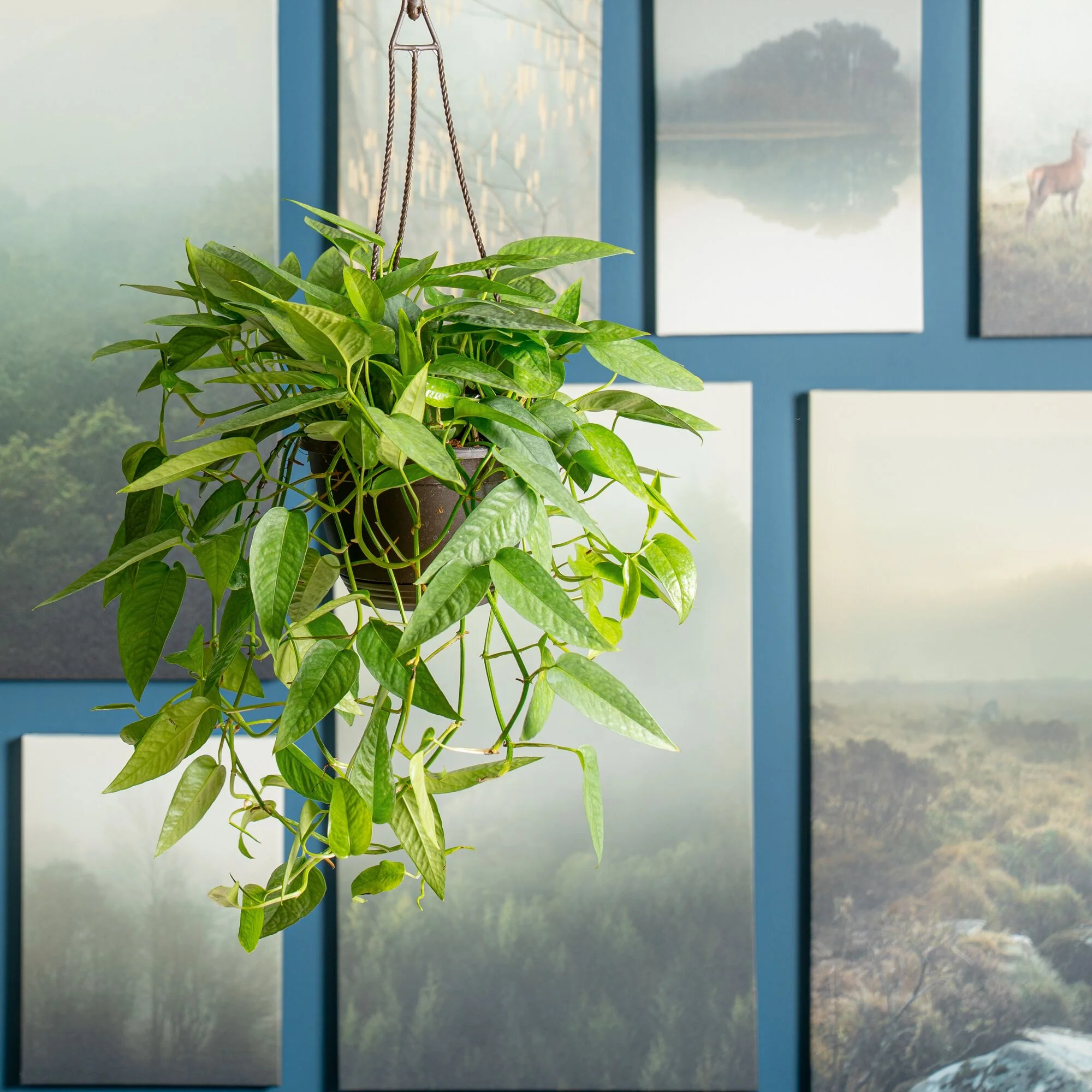 Pothos Cebu Blue | medium - Image 4