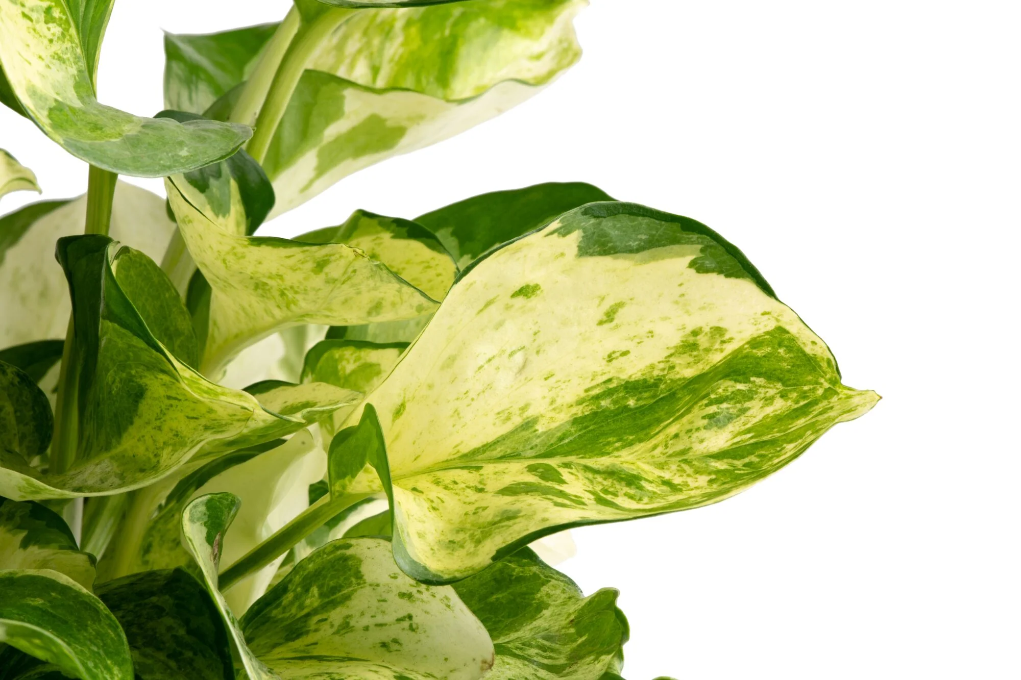 Pothos Manjula | medium - Image 3