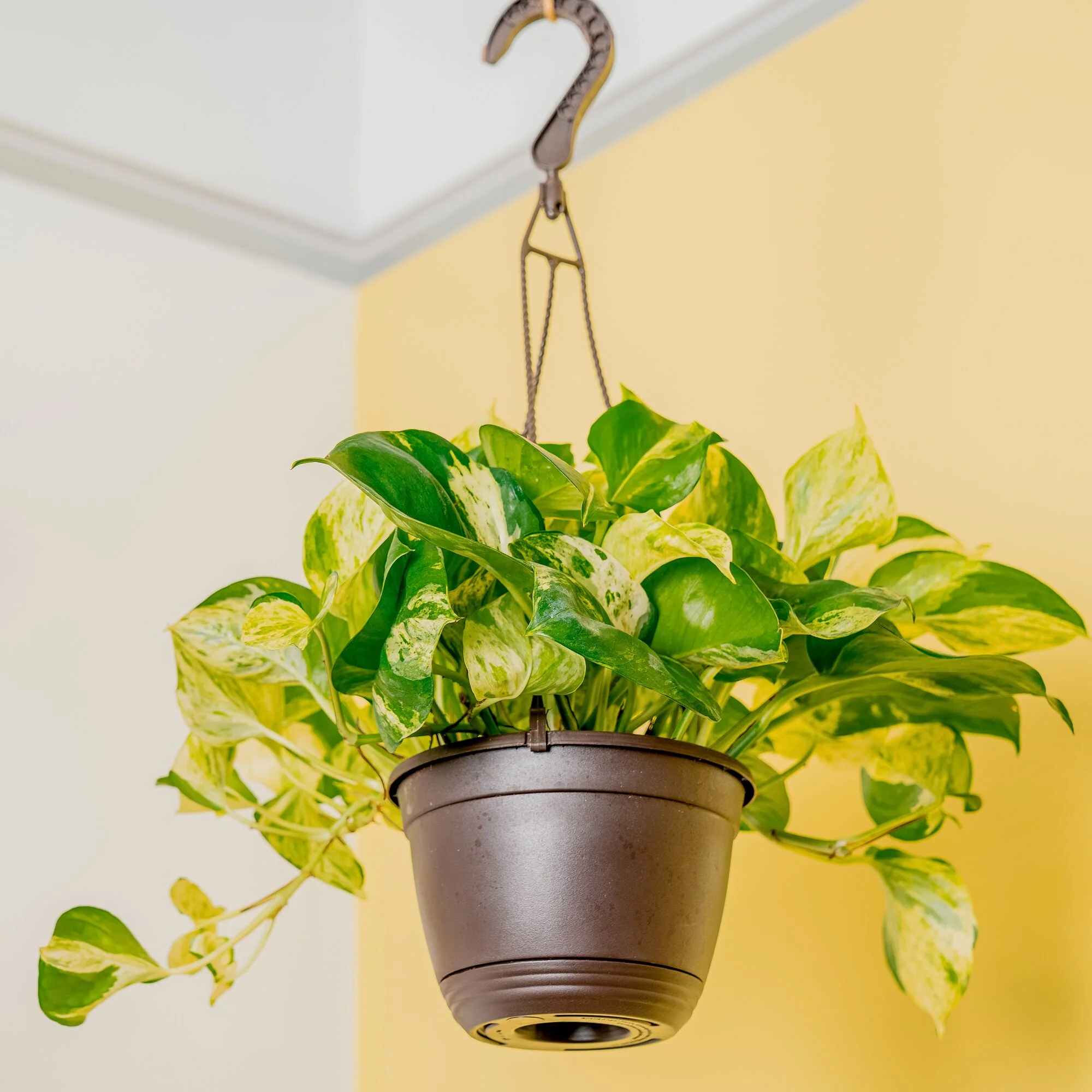 Pothos Manjula | medium - Image 4