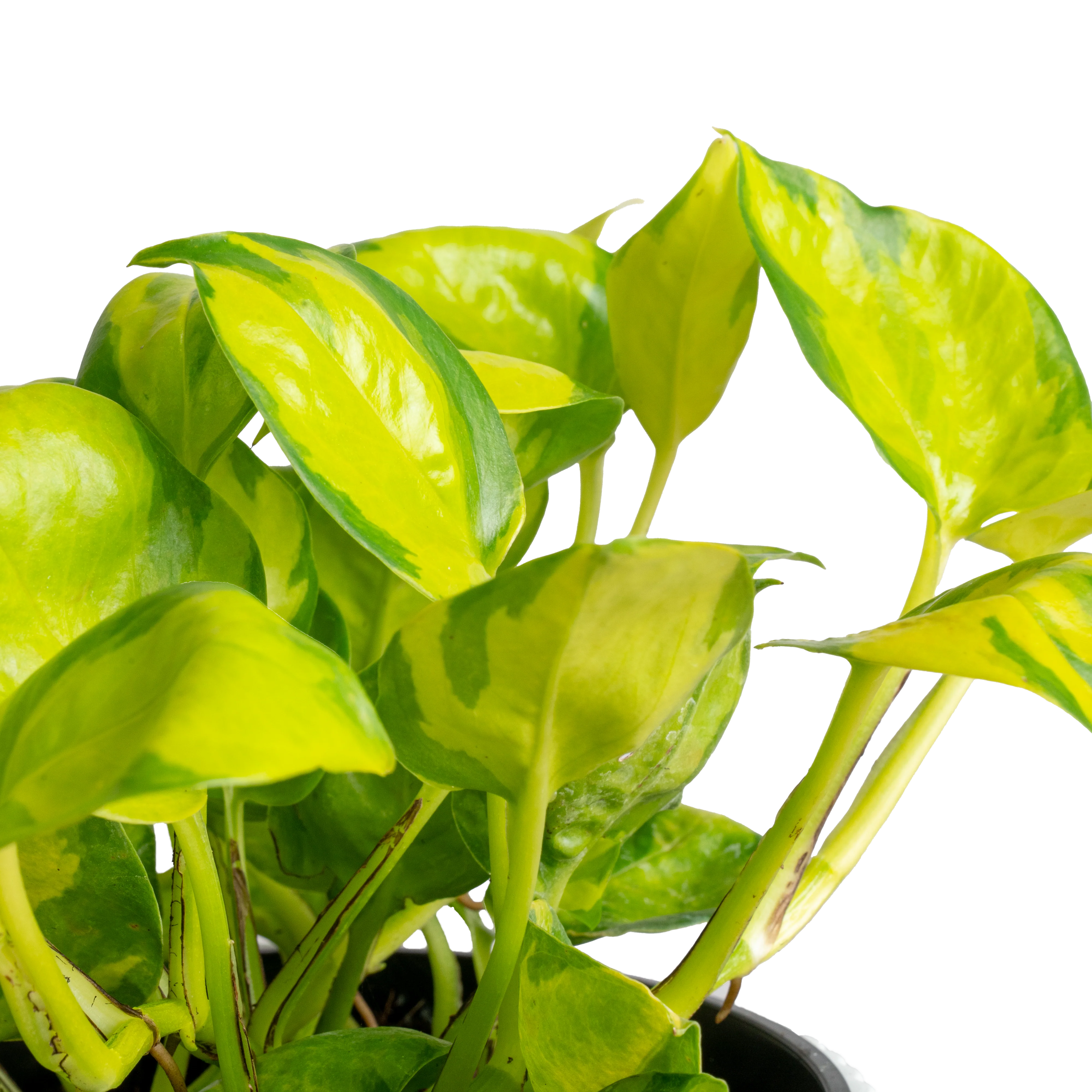 Pothos Neon Joy | medium - Image 3