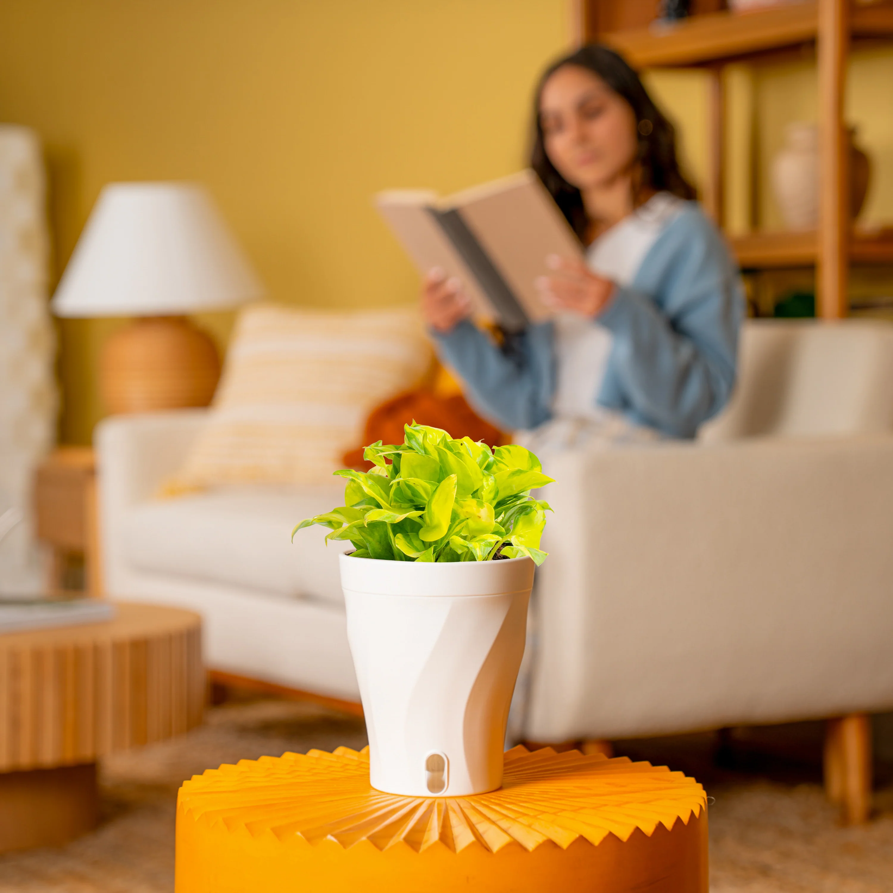 Pothos Neon Joy | medium - Image 4