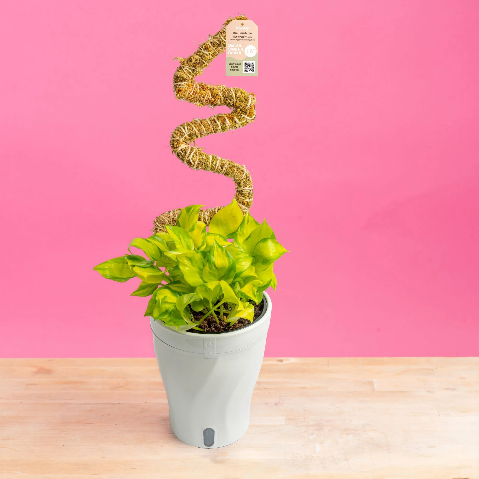 Pothos Neon Joy | medium - Image 9
