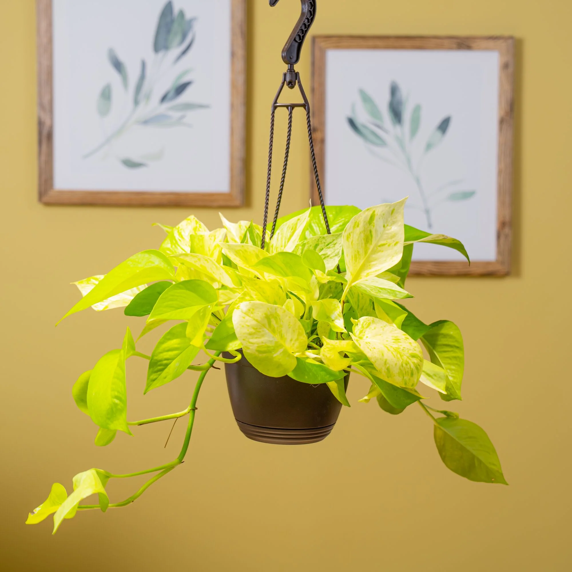 Pothos Neon Marble | medium - Image 2