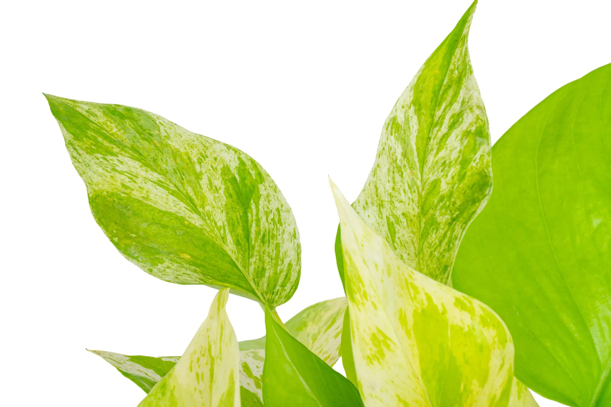 Pothos Neon Marble | medium - Image 3