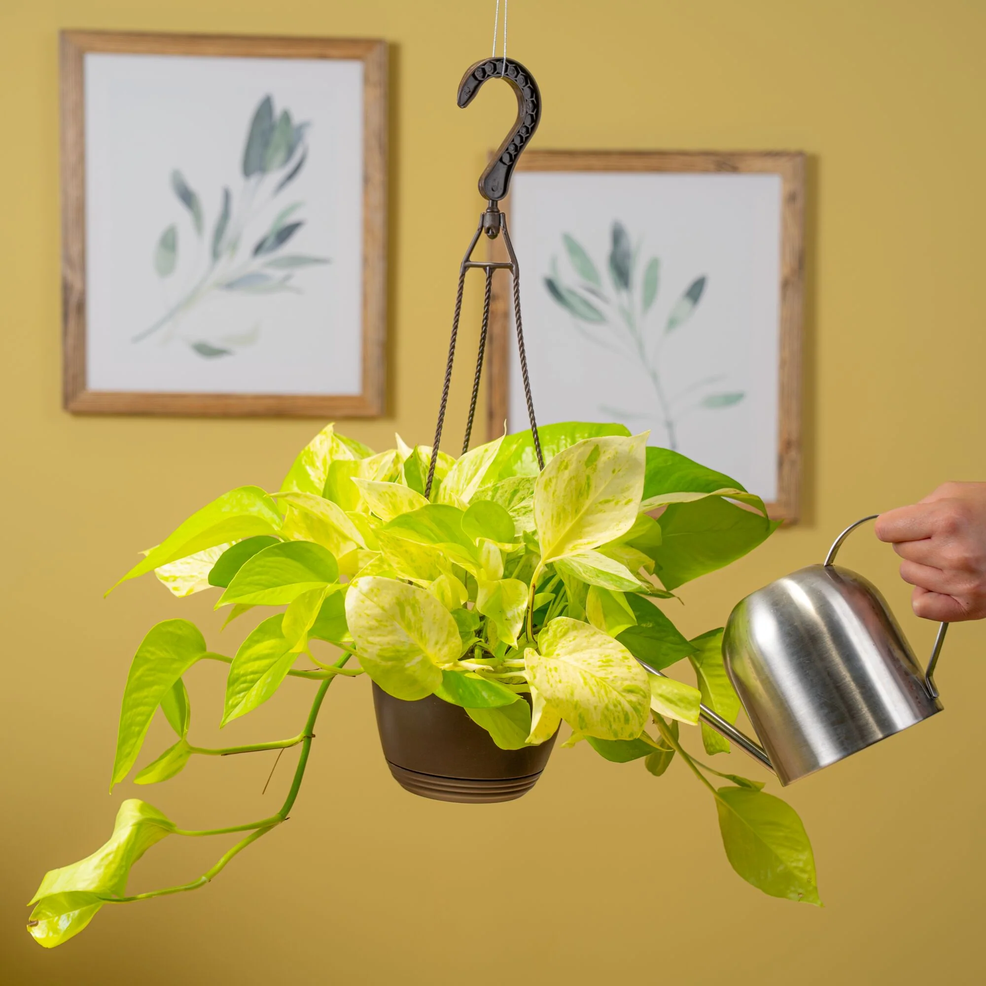 Pothos Neon Marble | medium - Image 4