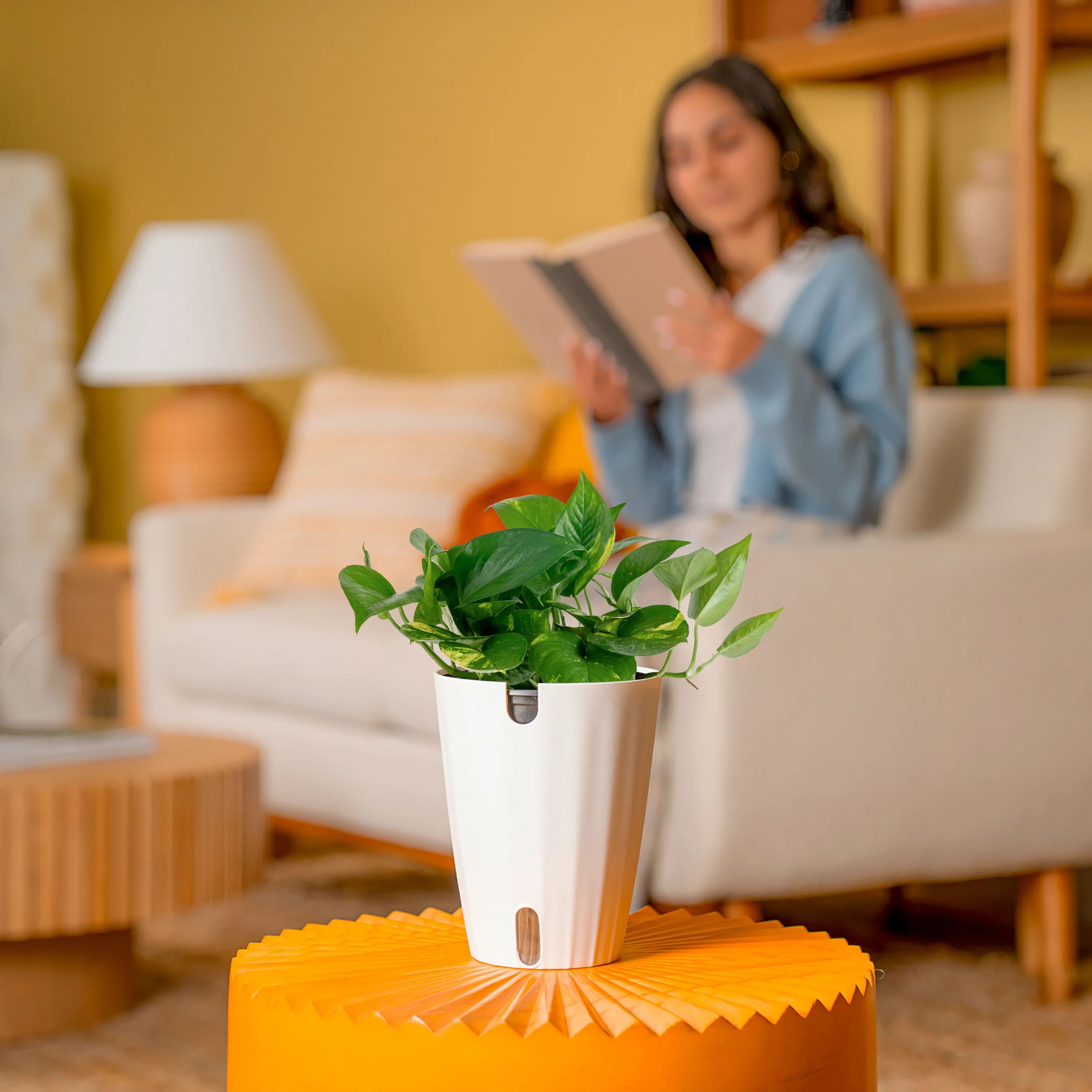 Golden Pothos | medium - Image 4