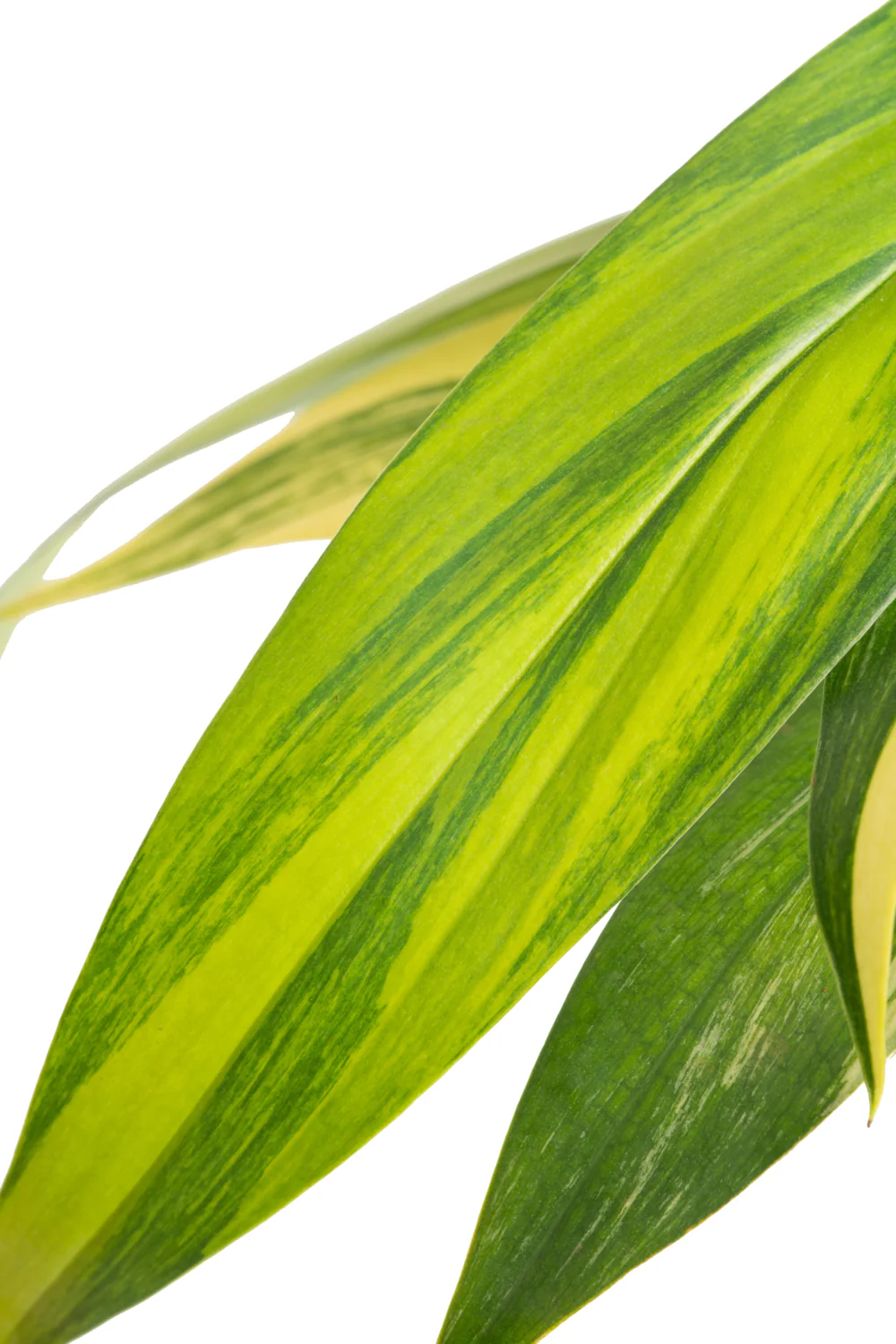 Epipremnum amplissimum Variegated | medium - Image 3