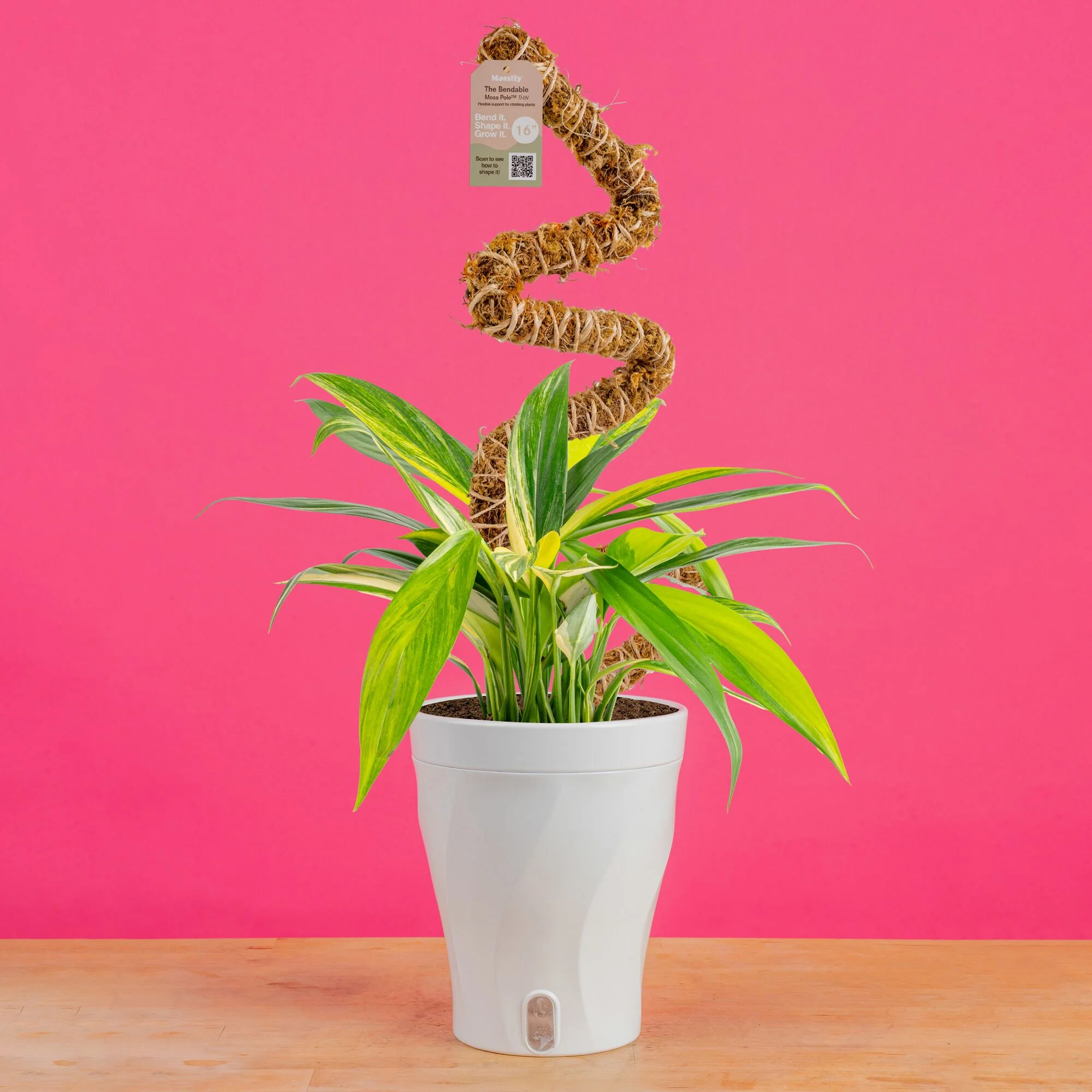 Epipremnum amplissimum Variegated | medium - Image 9