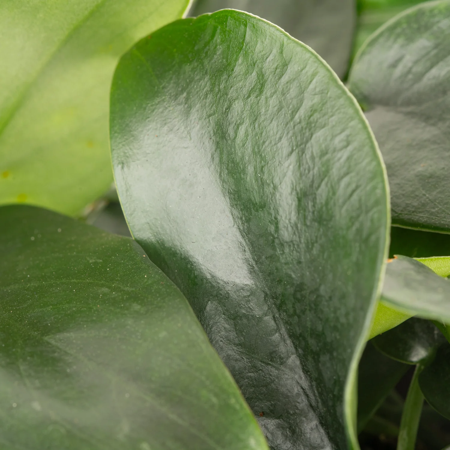 Scindapsus Black Mamba | medium - Image 3