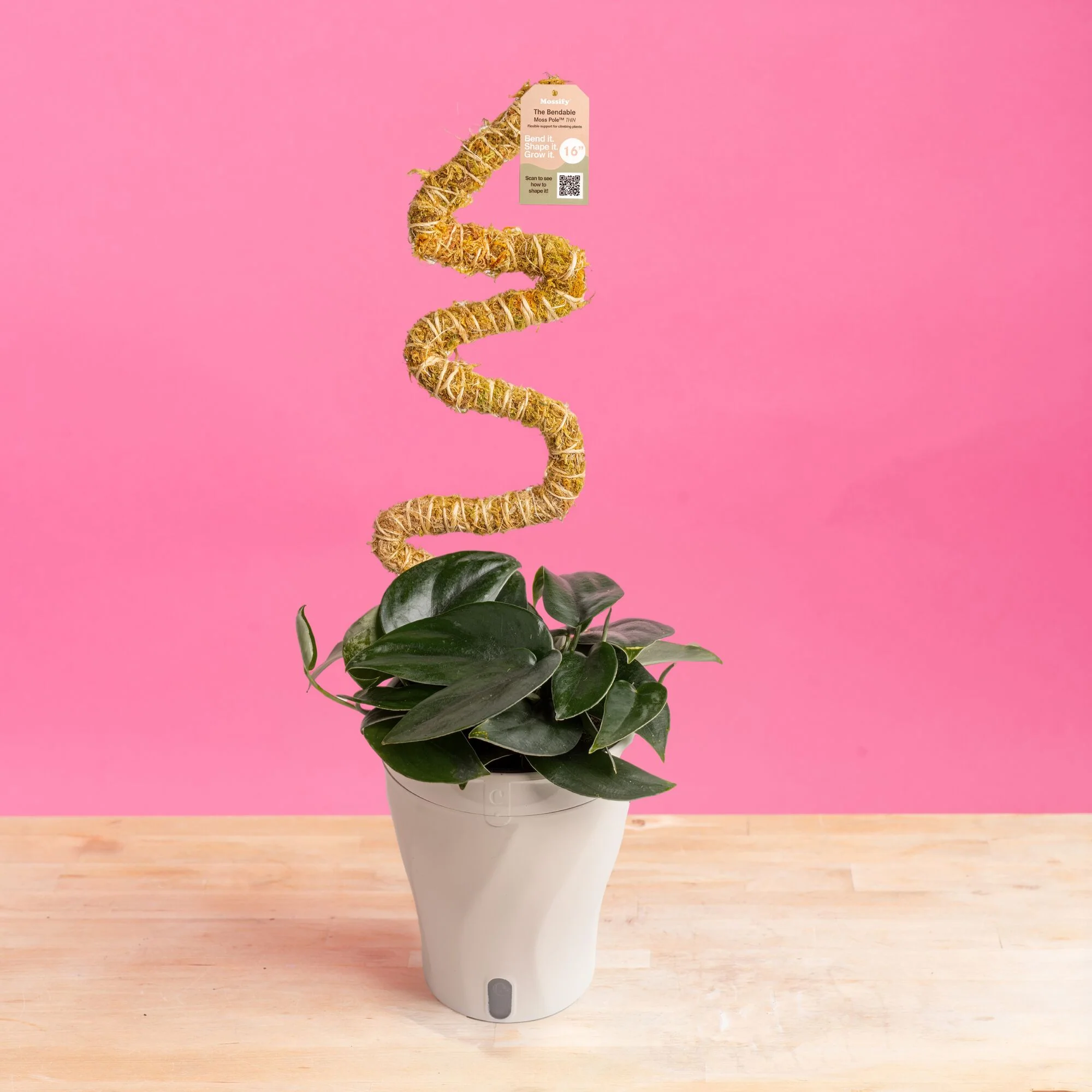Scindapsus Black Mamba | medium - Image 9
