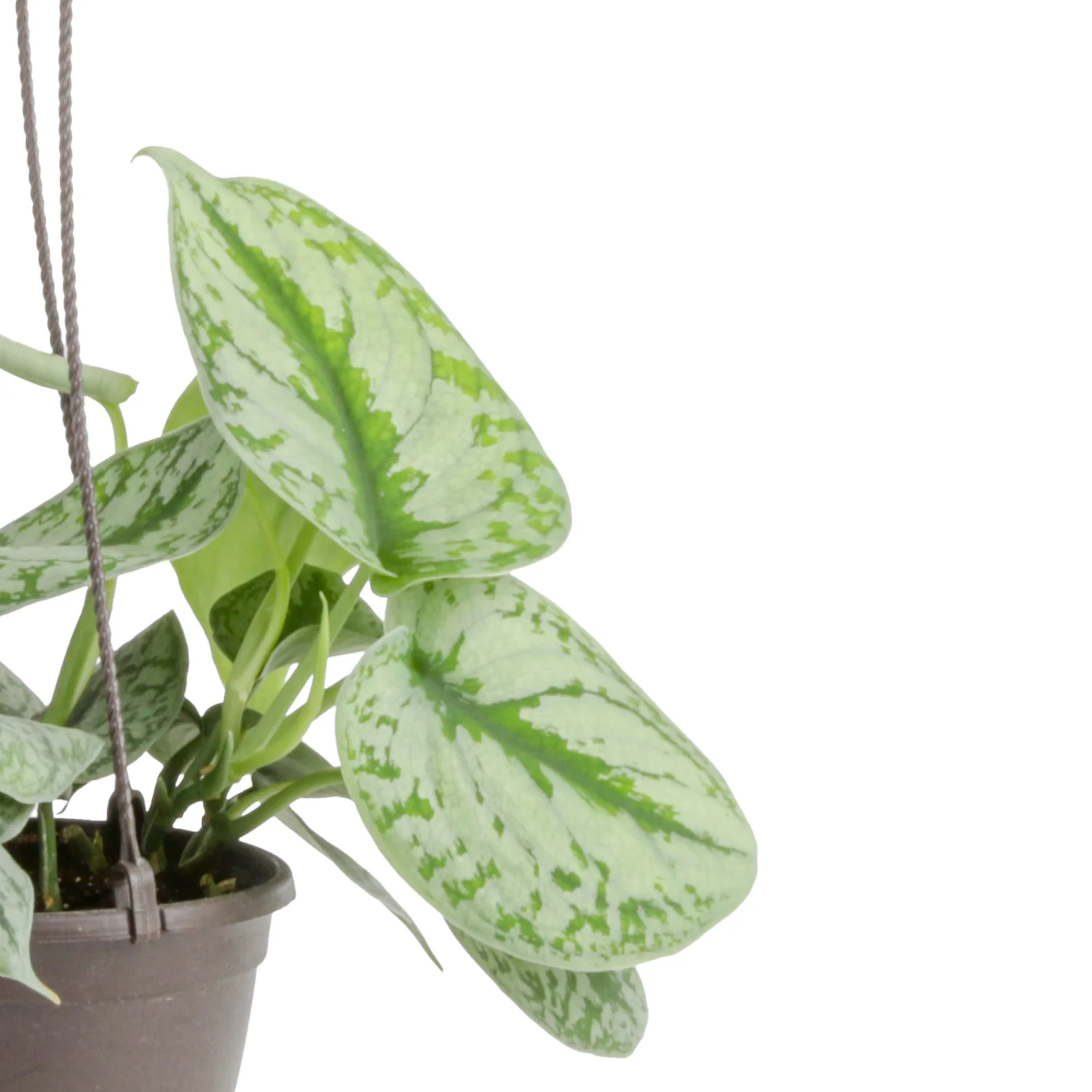 Scindapsus Exotica | medium - Image 3