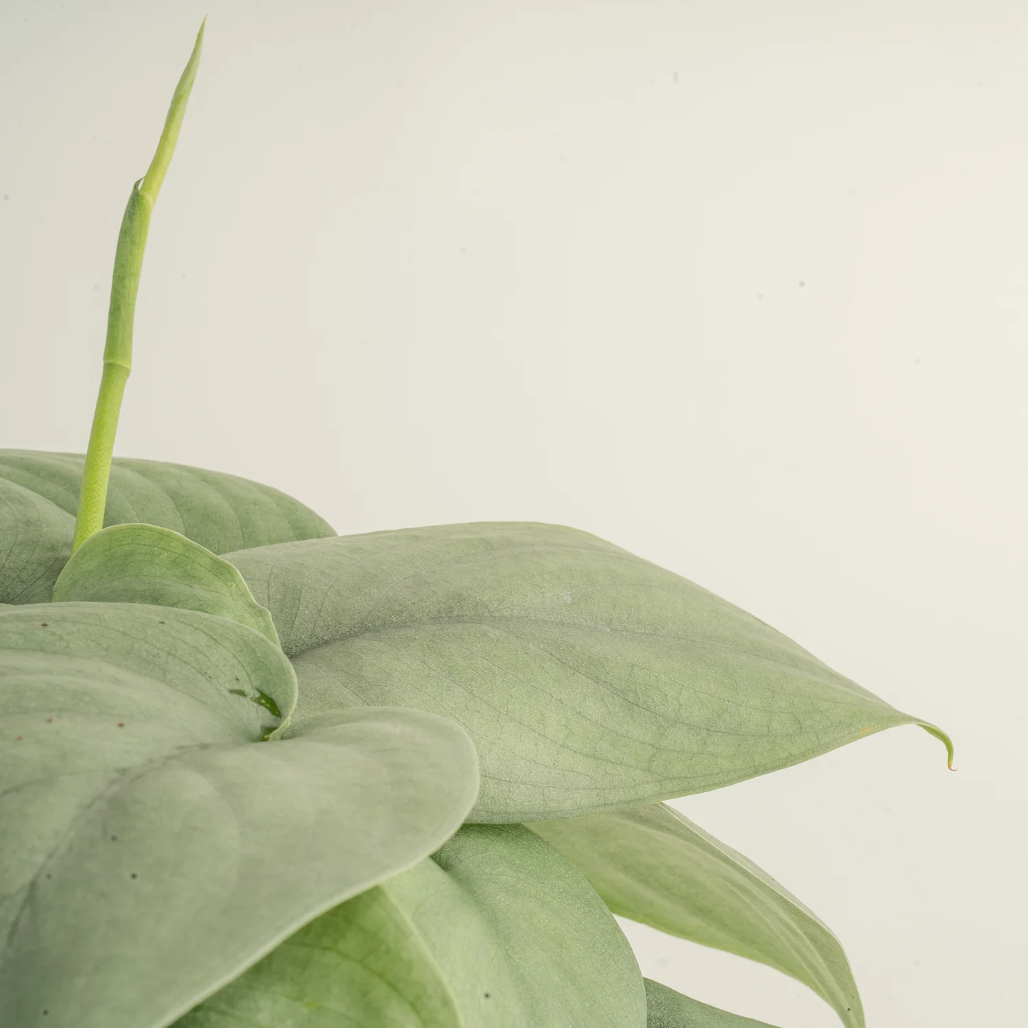 Scindapsus Platinum Java | medium - Image 3