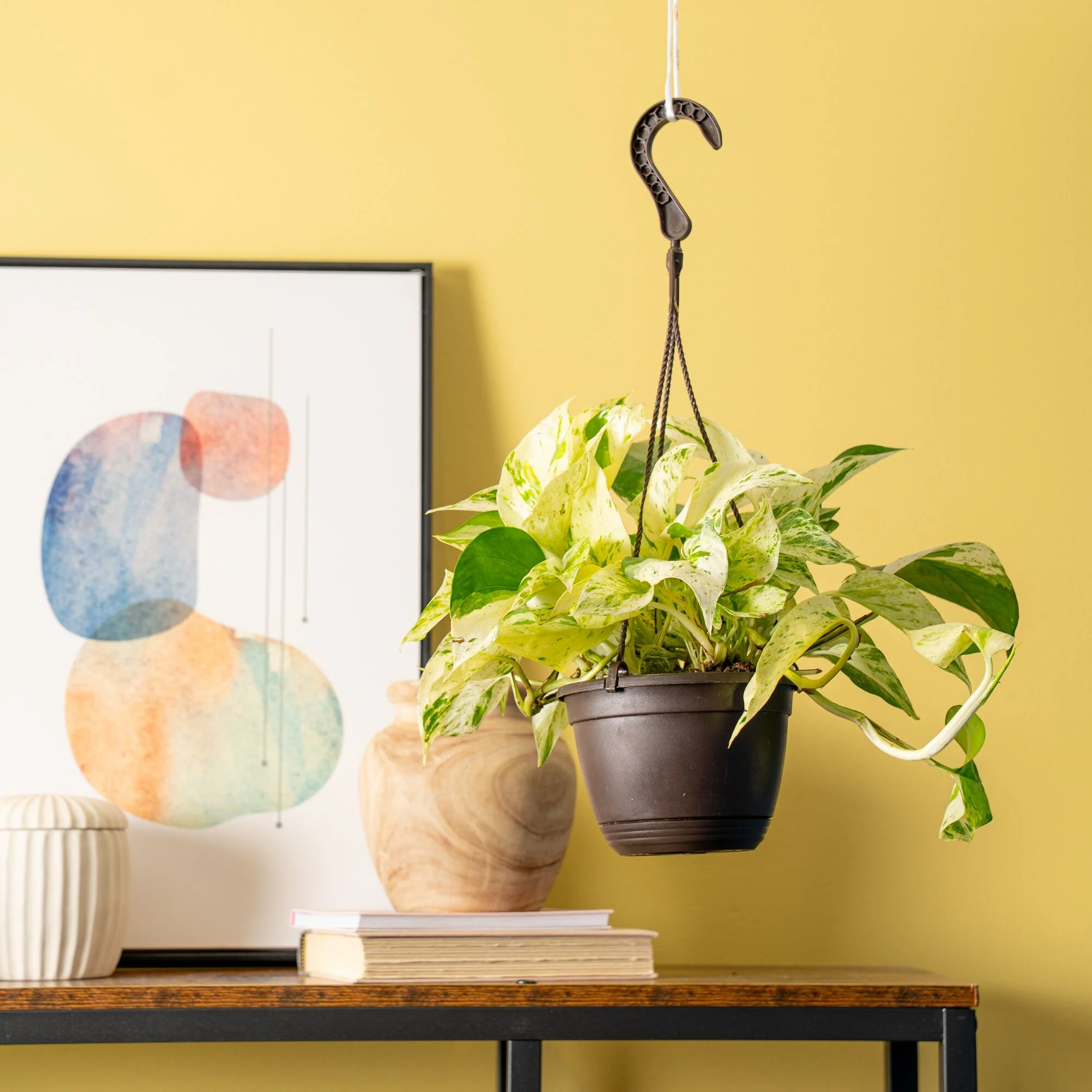 Scrambled Eggs Pothos | medium - Image 2