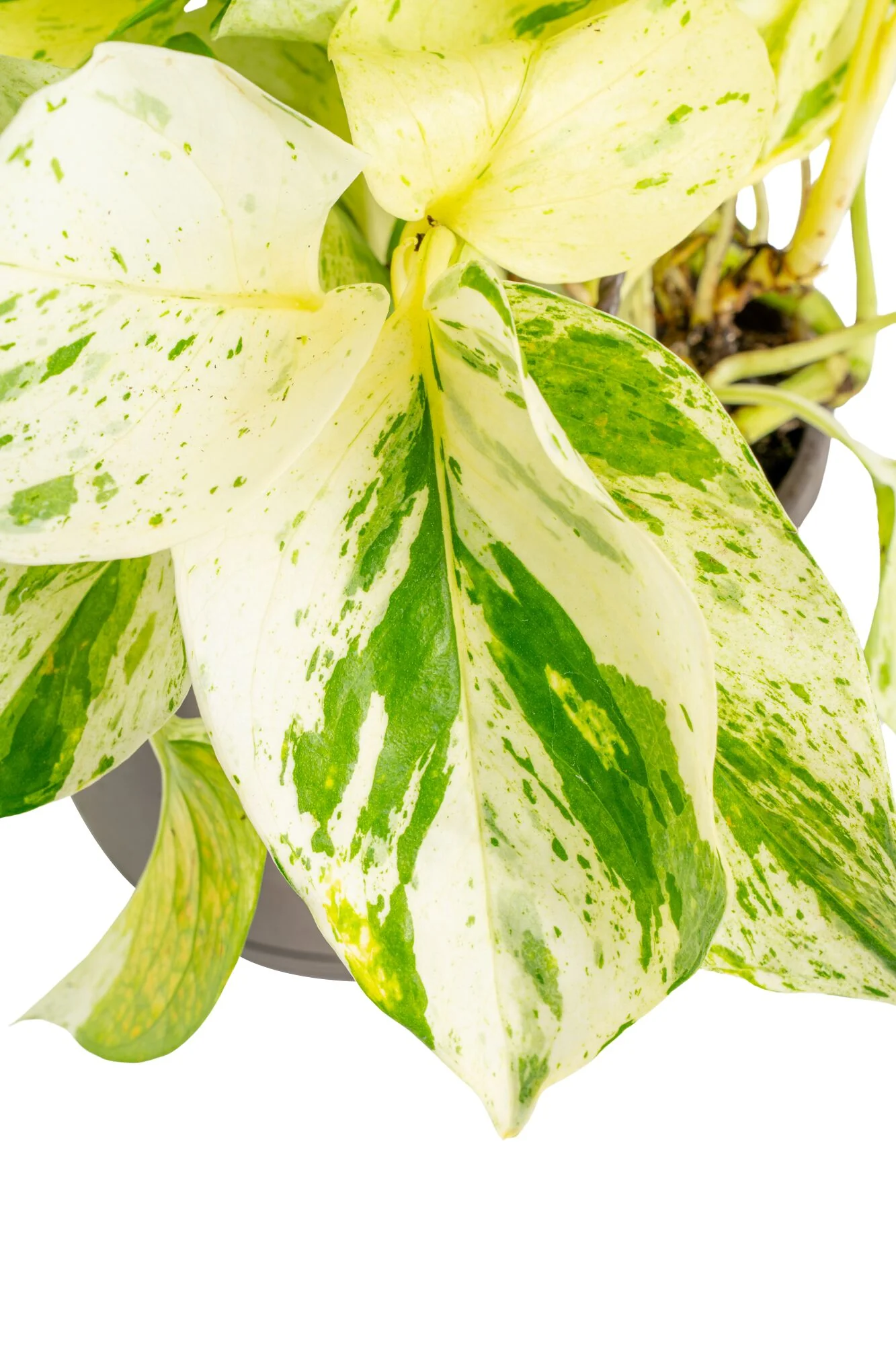 Scrambled Eggs Pothos | medium - Image 3