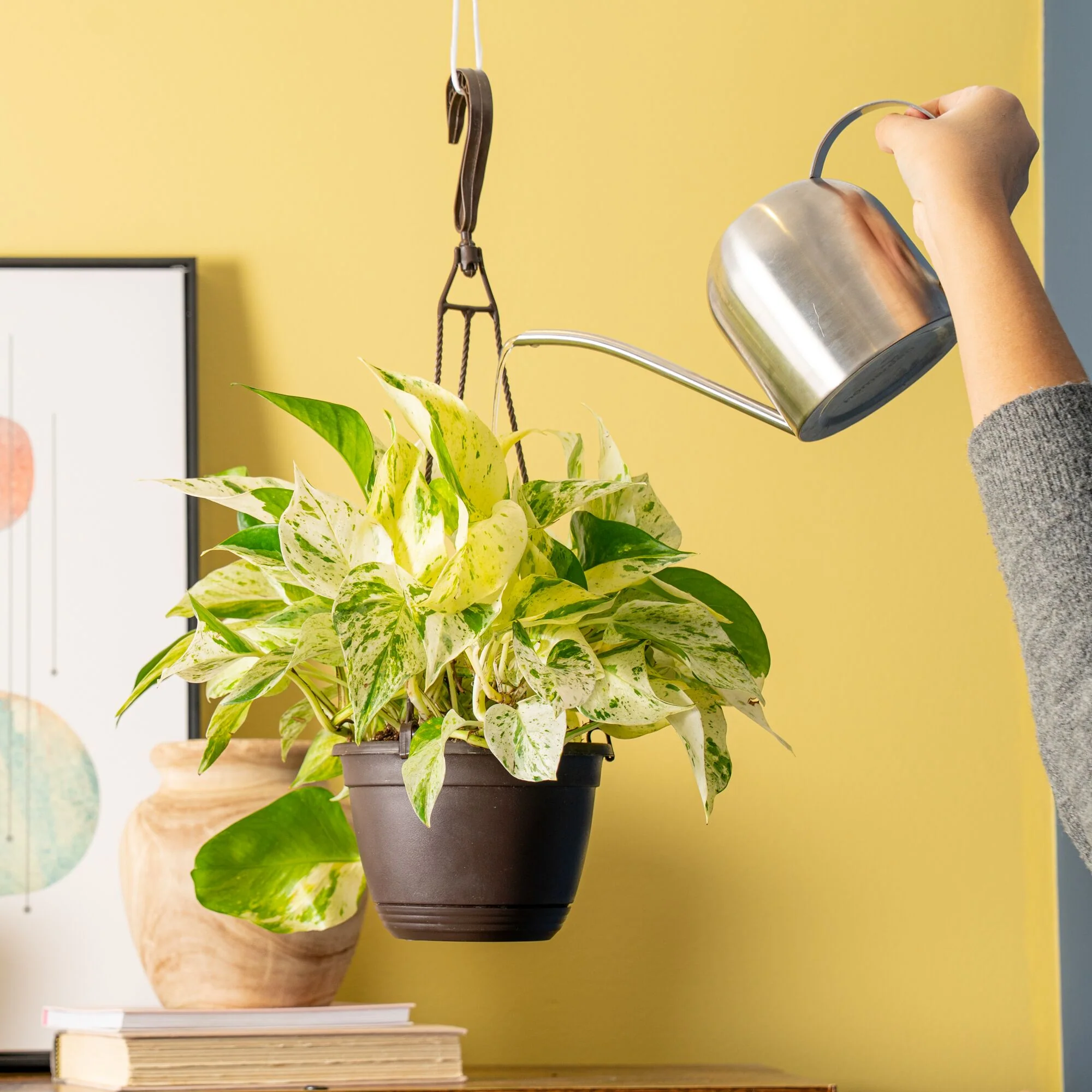 Scrambled Eggs Pothos | medium - Image 4